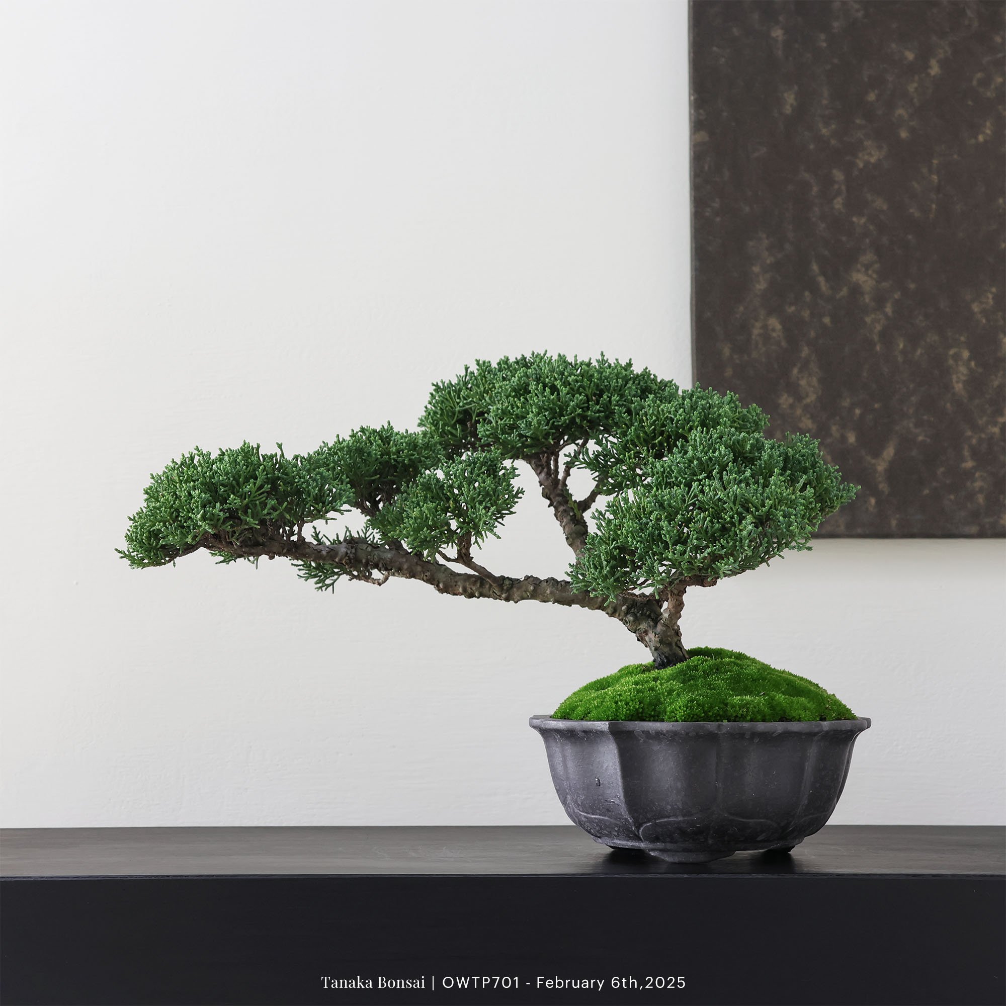 【官網限定】紀州真柏｜OWTP701