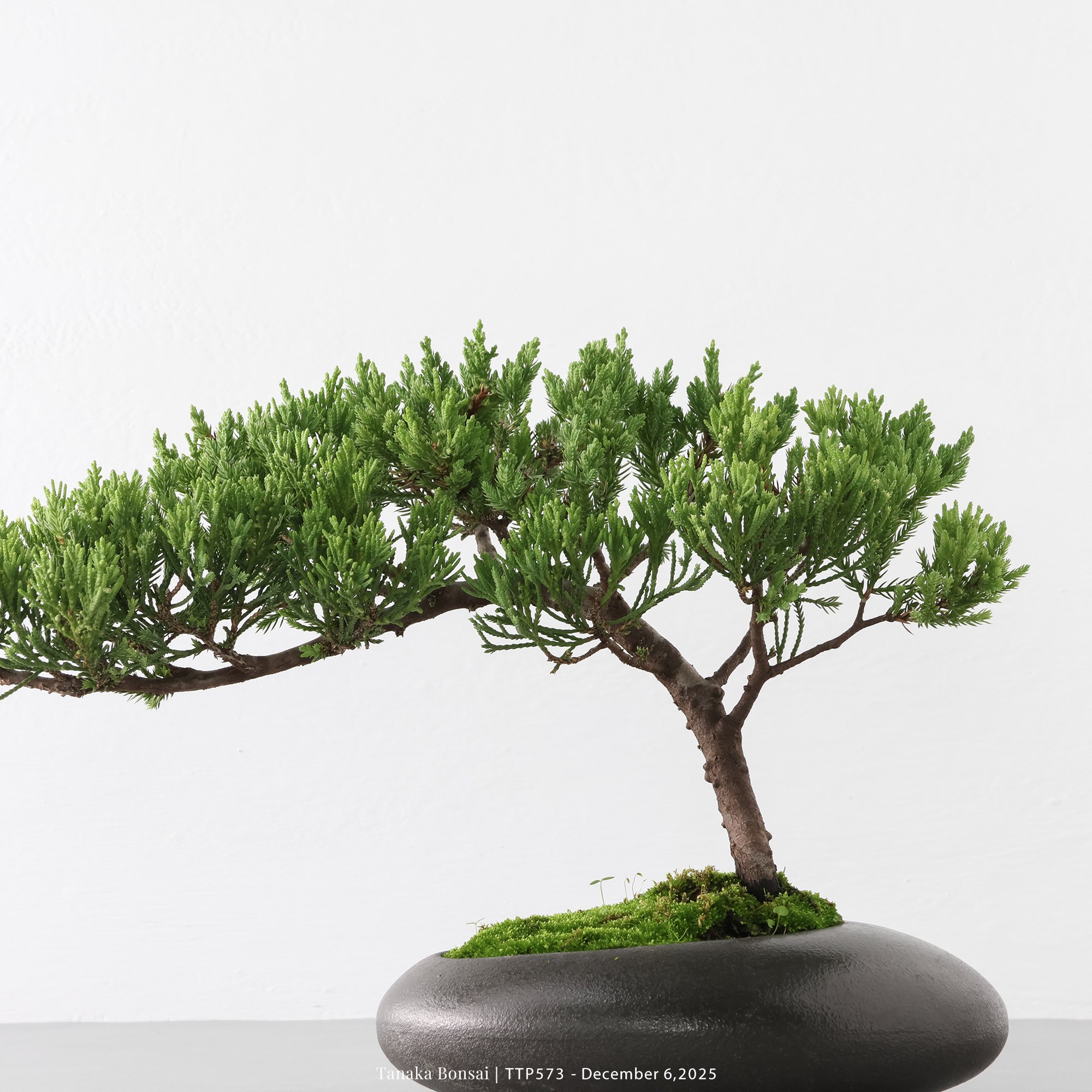 台灣真柏｜TTP573