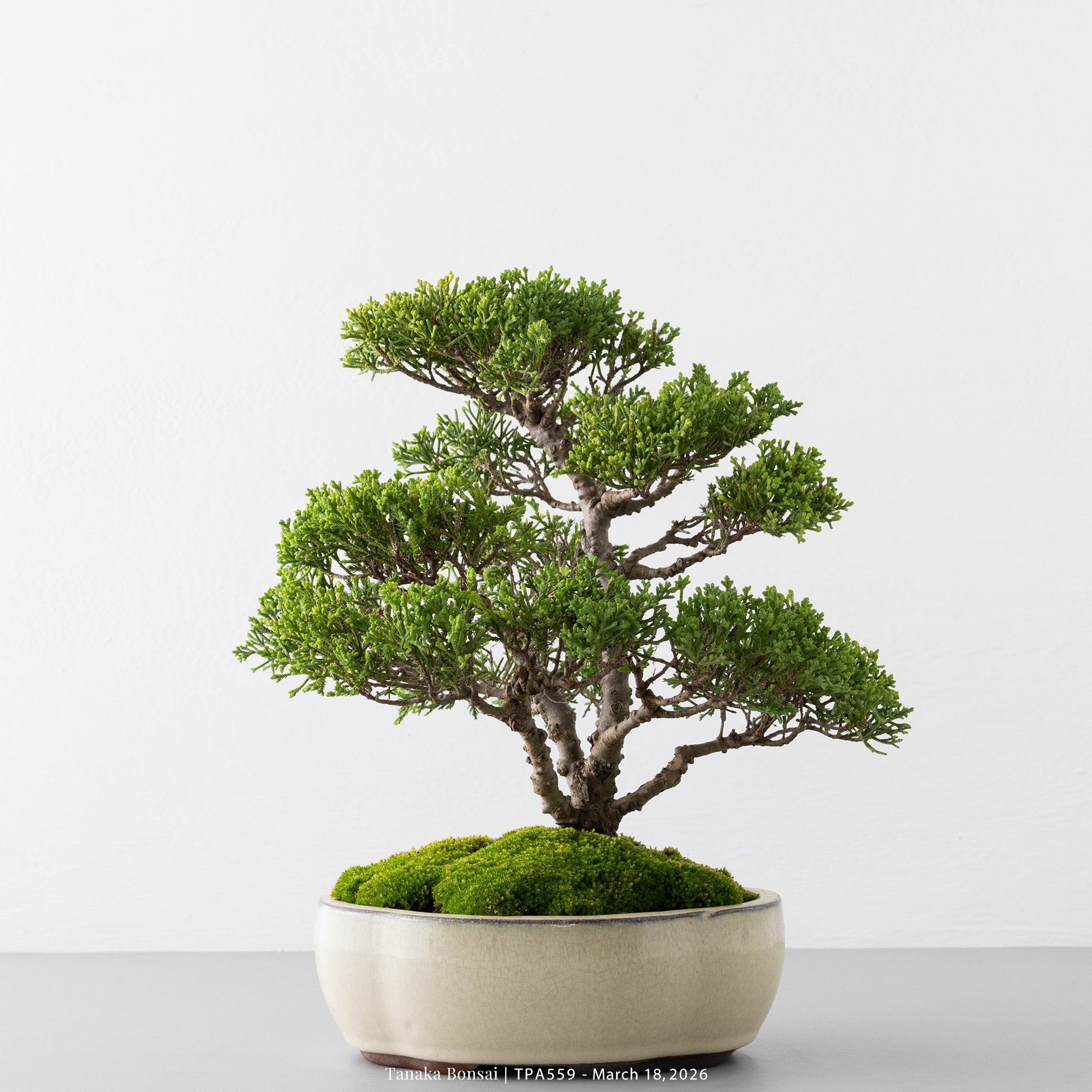 紀州真柏｜TPA559