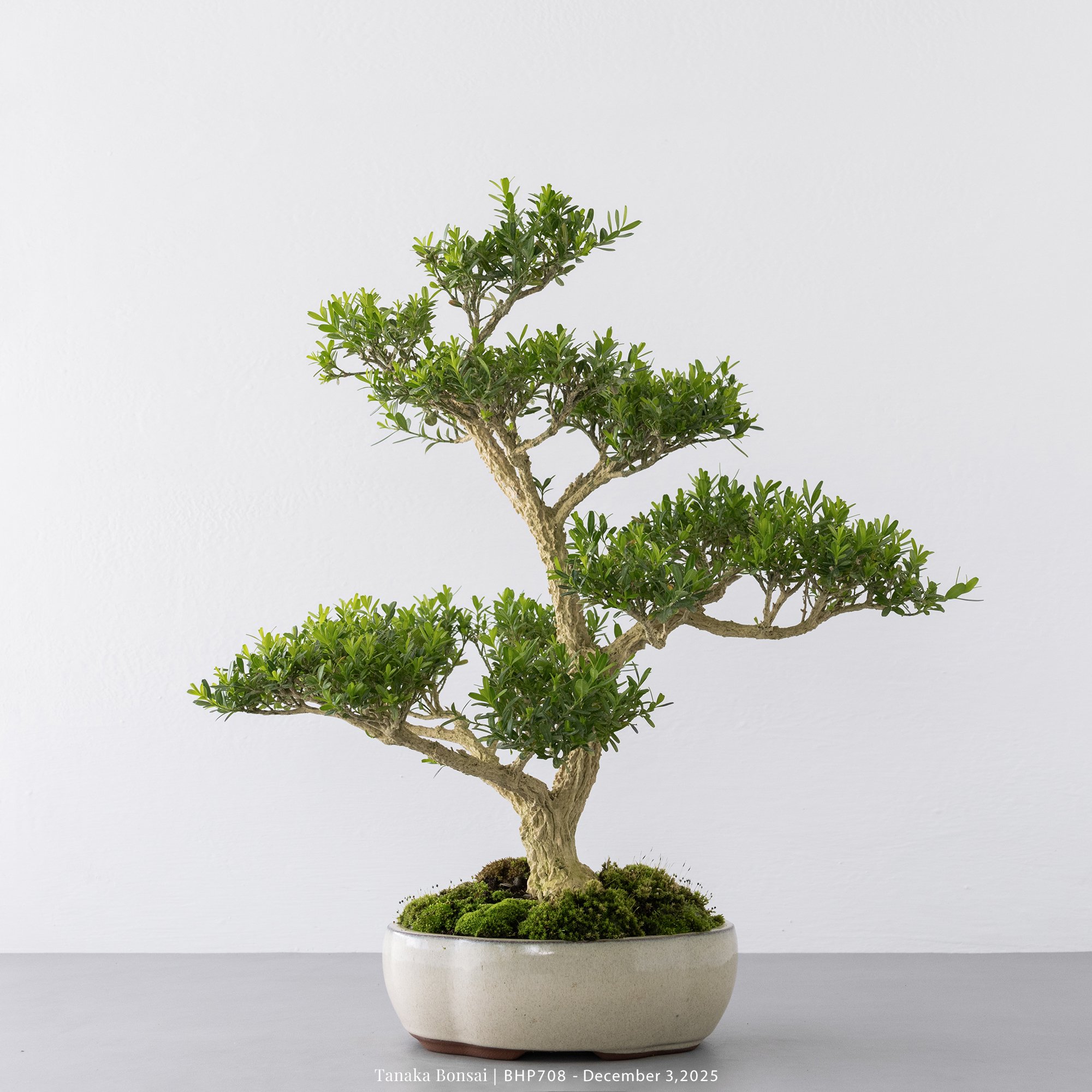 雀舌黃楊｜BHP708