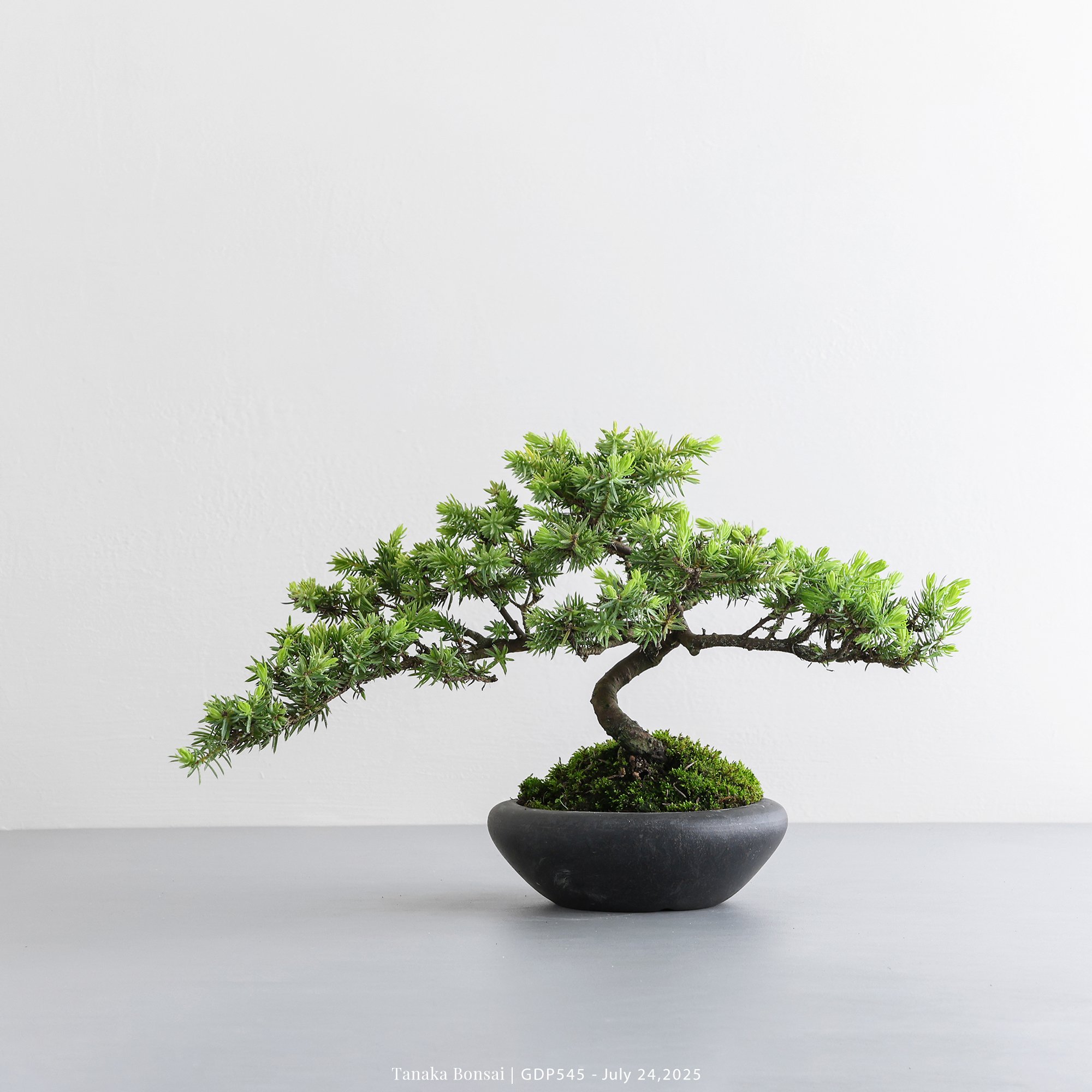 黃金杜松｜GDP545