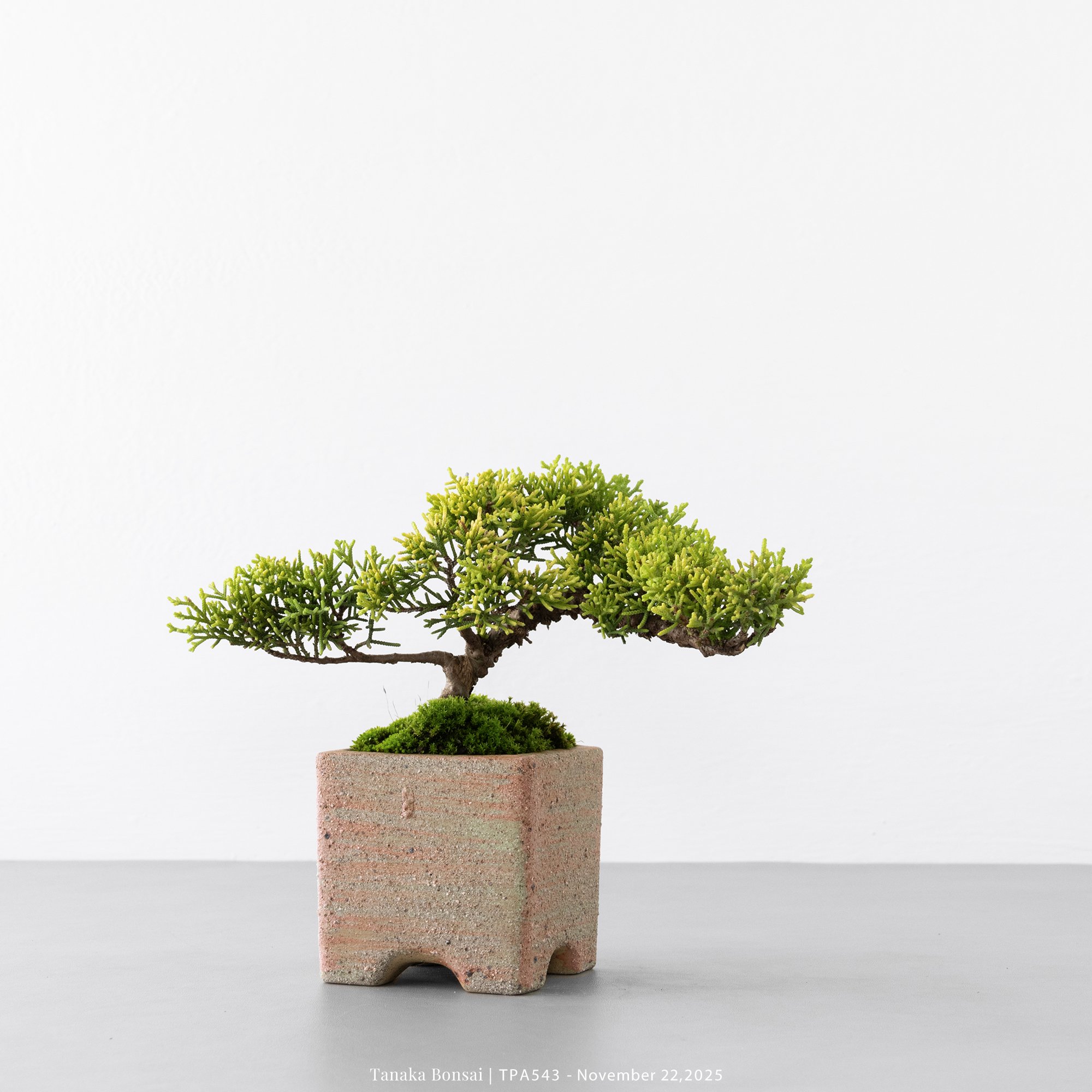 紀州真柏｜TPA543