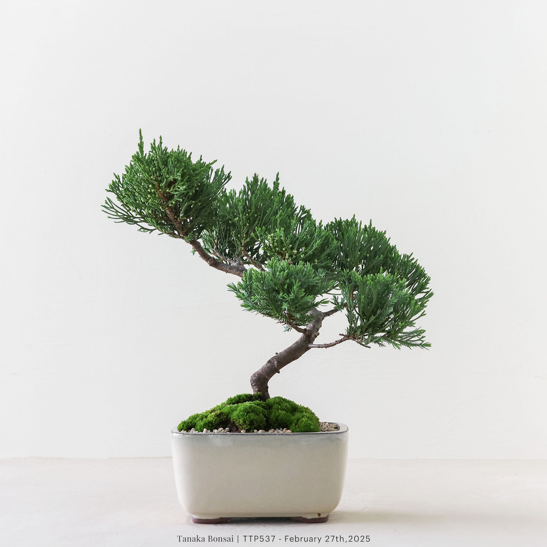 台灣真柏｜TTP537