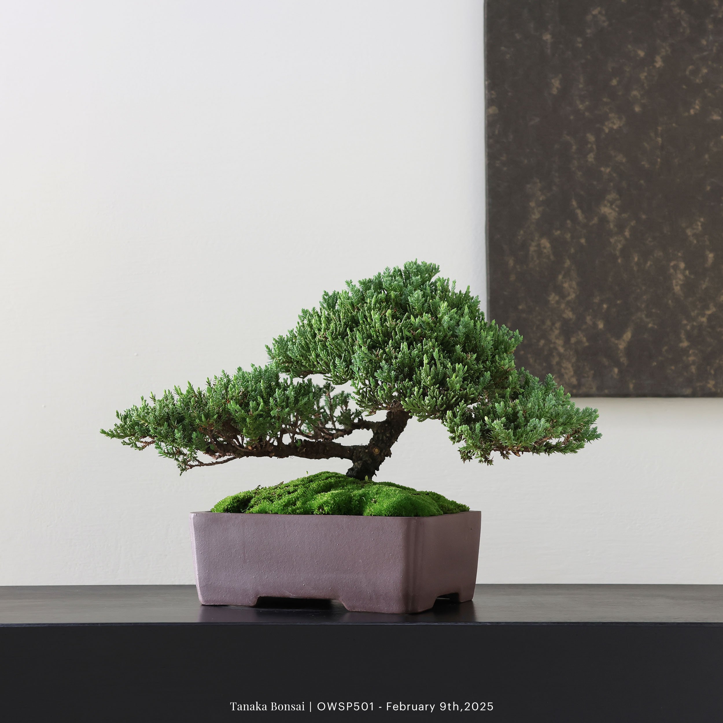 【官網限定】珍珠柏｜OWSP501