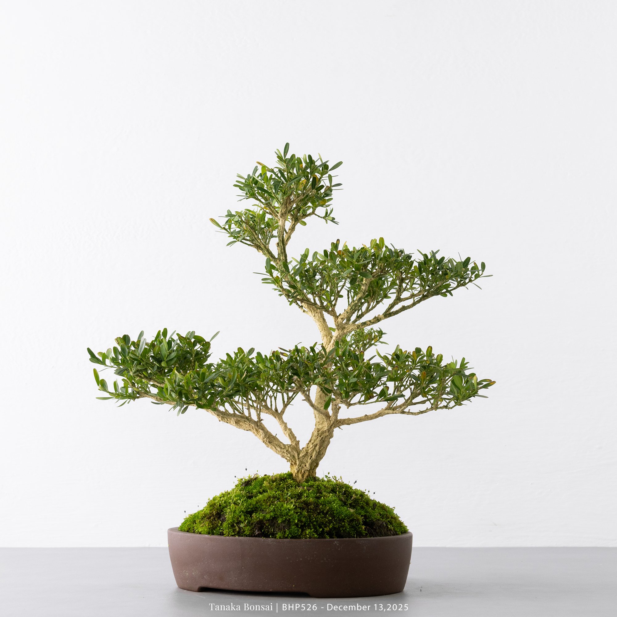 雀舌黃楊｜BHP526