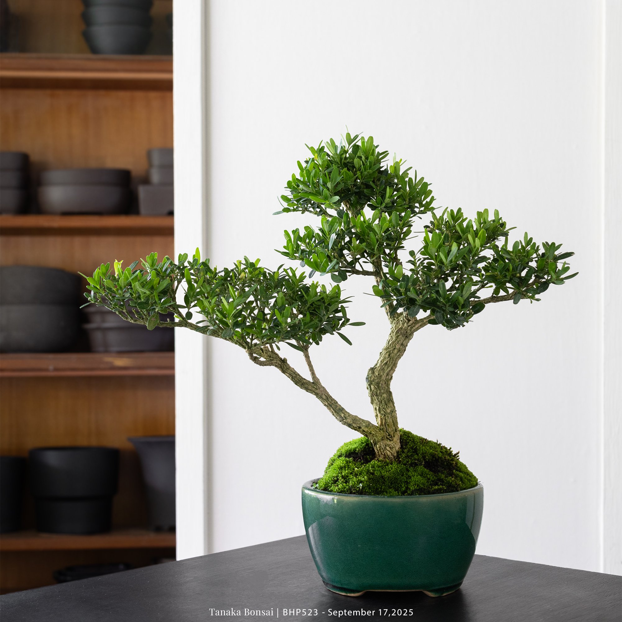 雀舌黃楊|BHP523 雀舌黃楊|BHP523