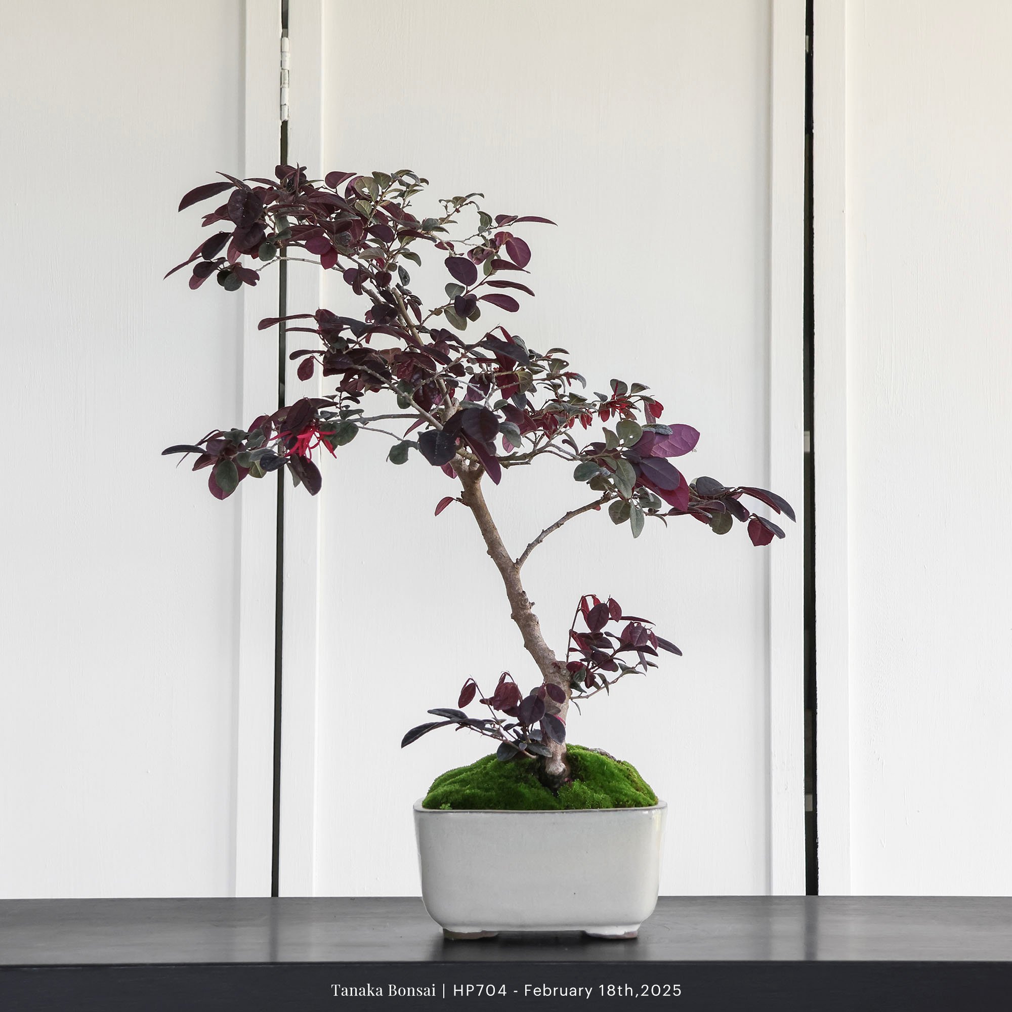 紅花繼木｜HP704