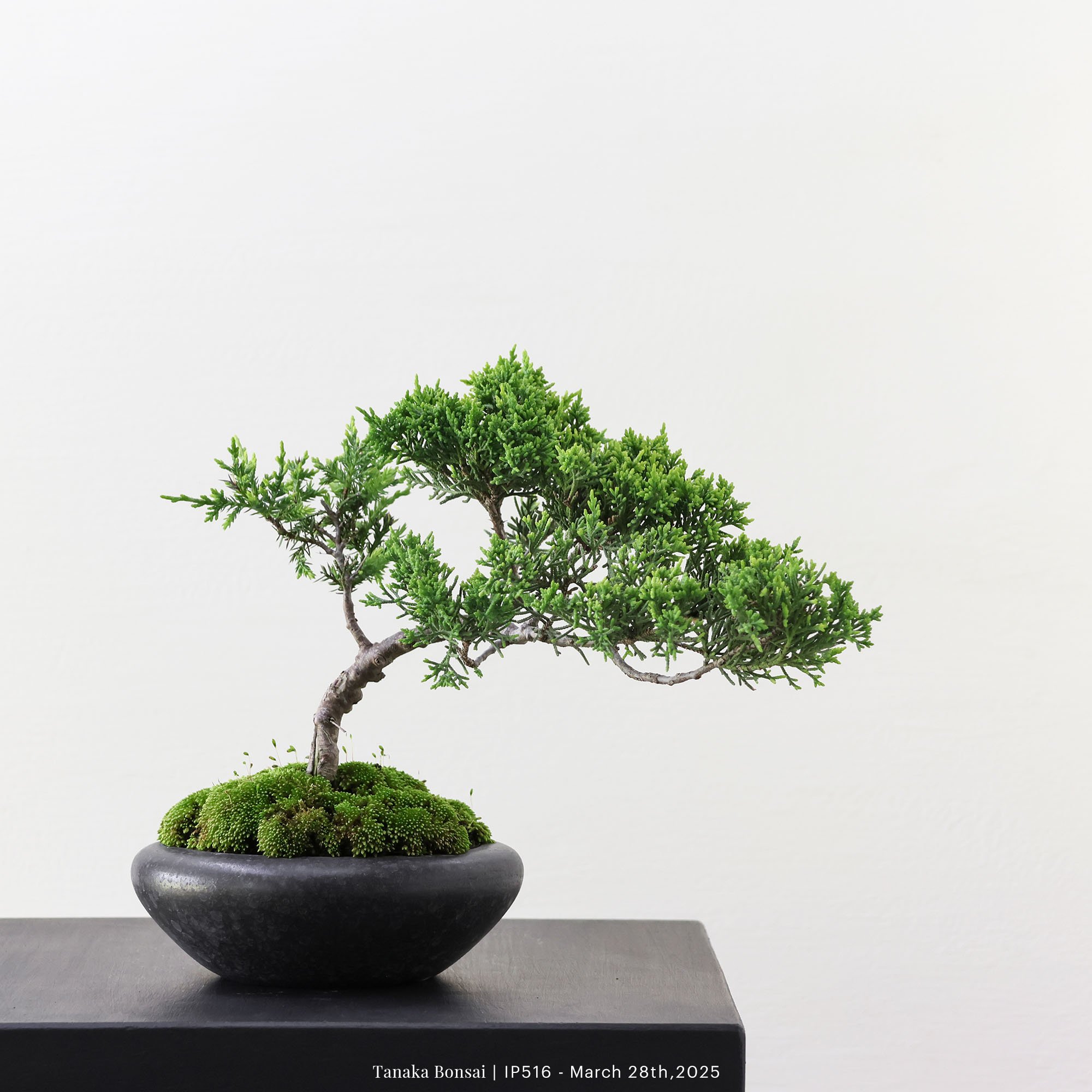 系魚川真柏｜IP516