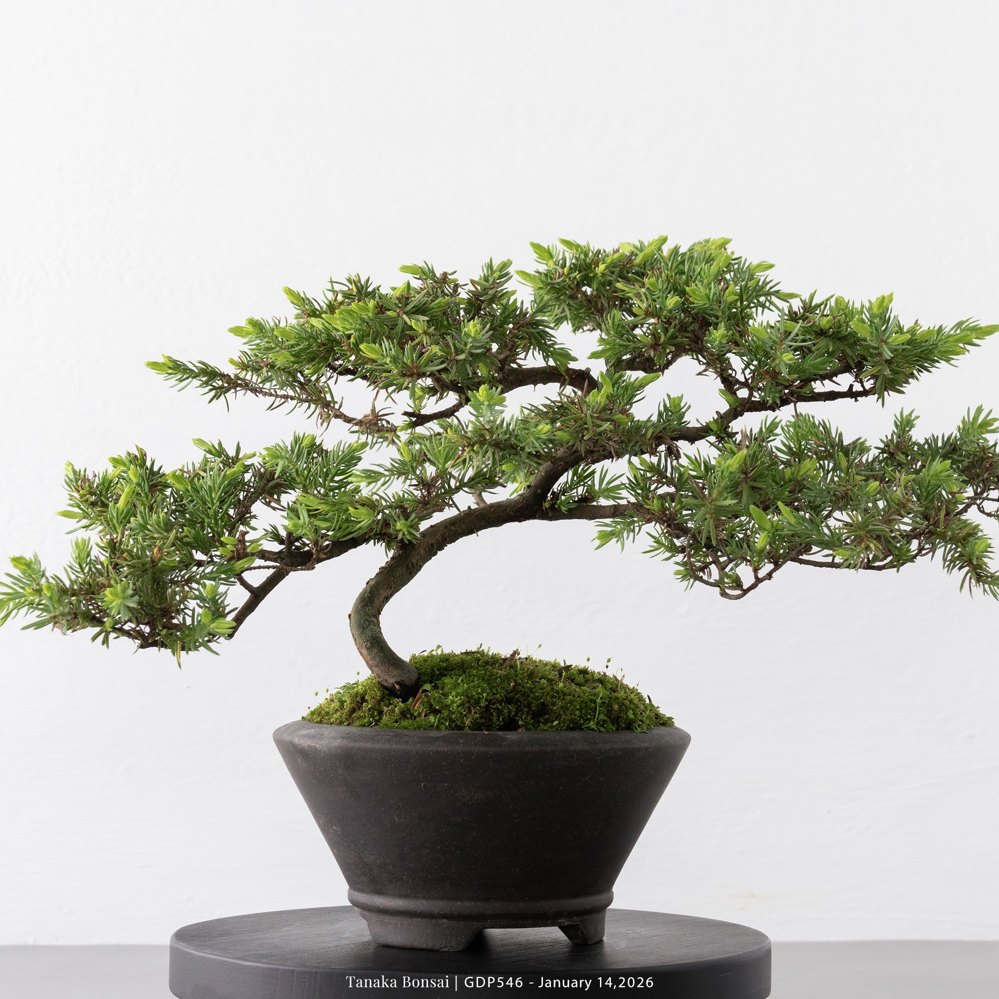 黃金杜松｜GDP546