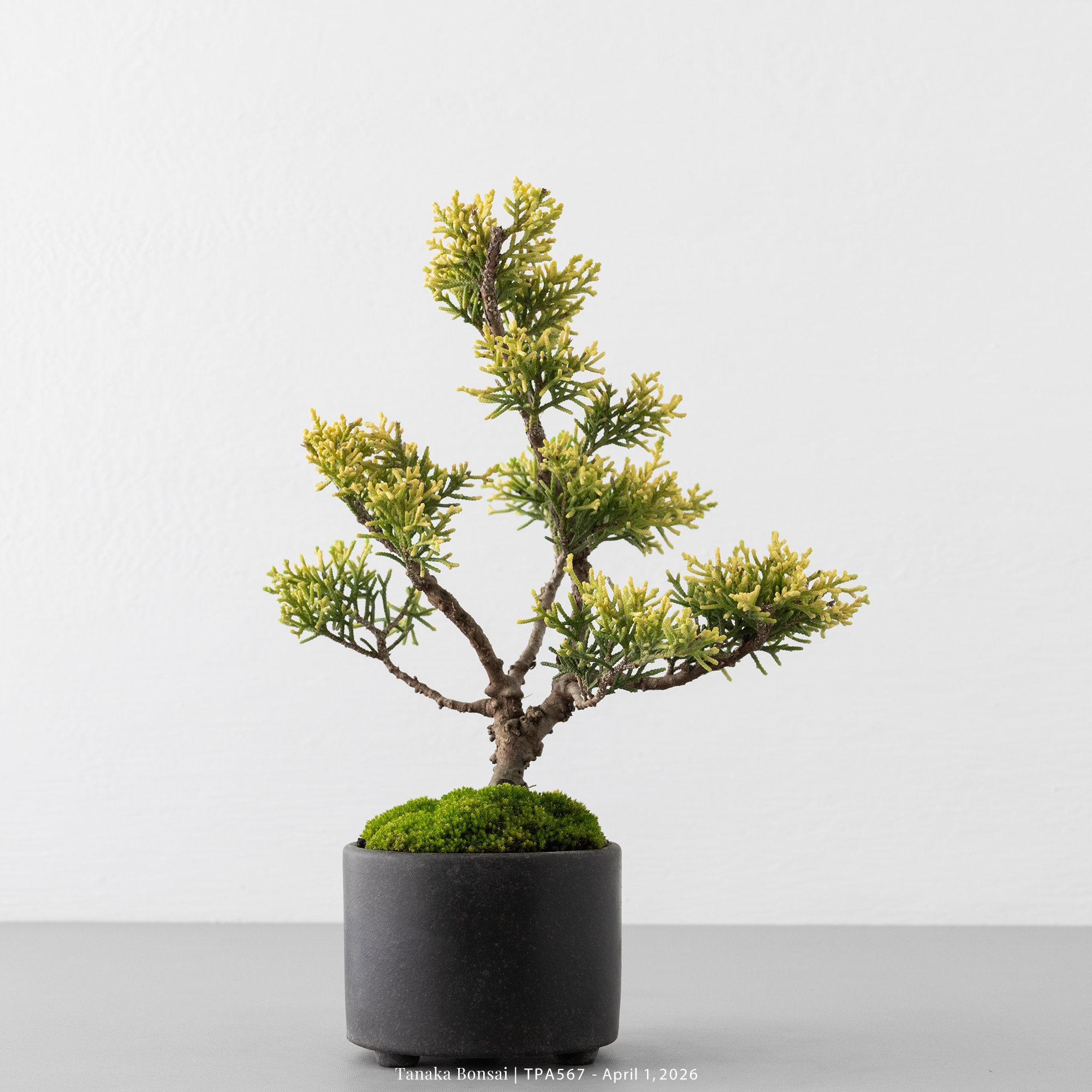 紀州真柏｜TPA567