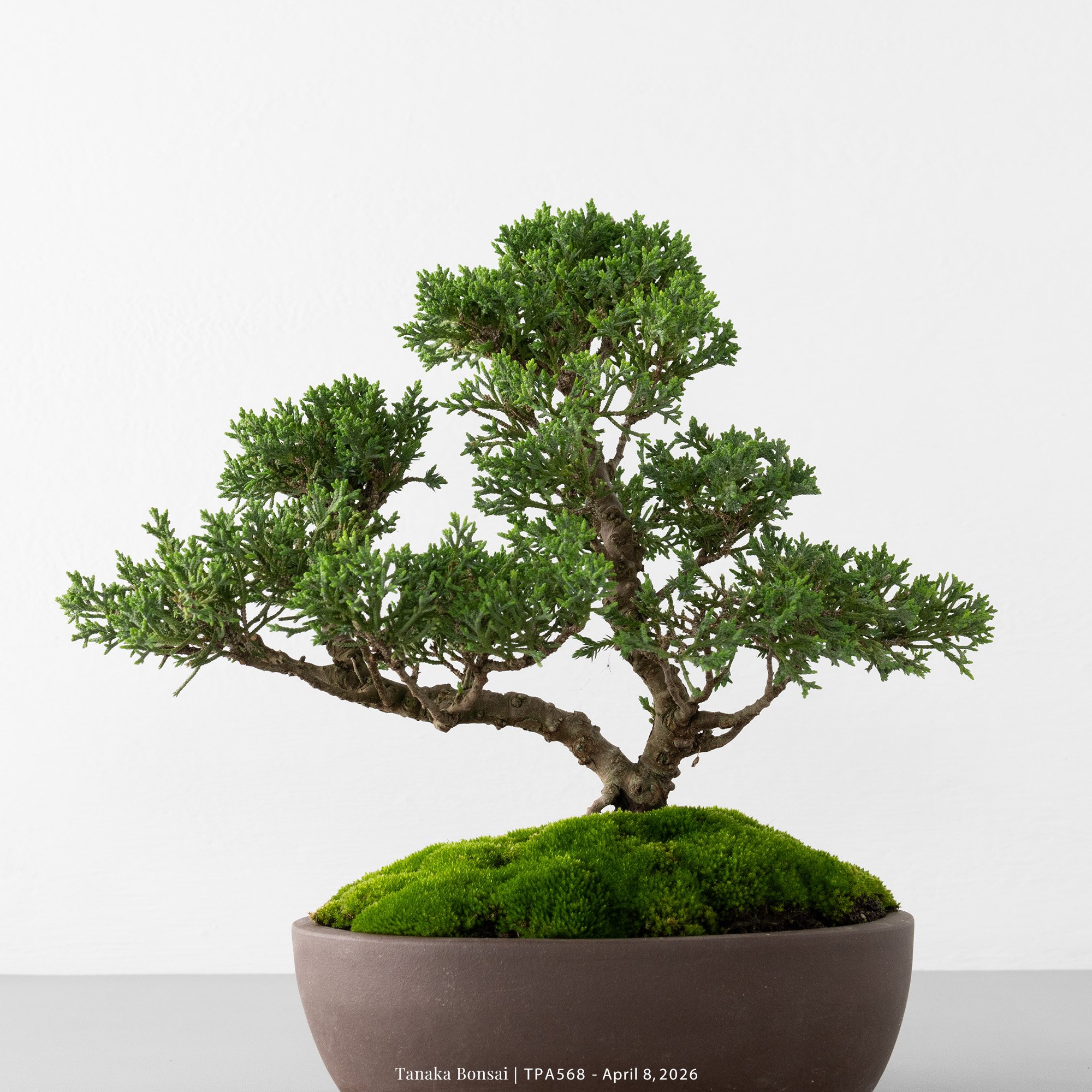 紀州真柏｜TPA568