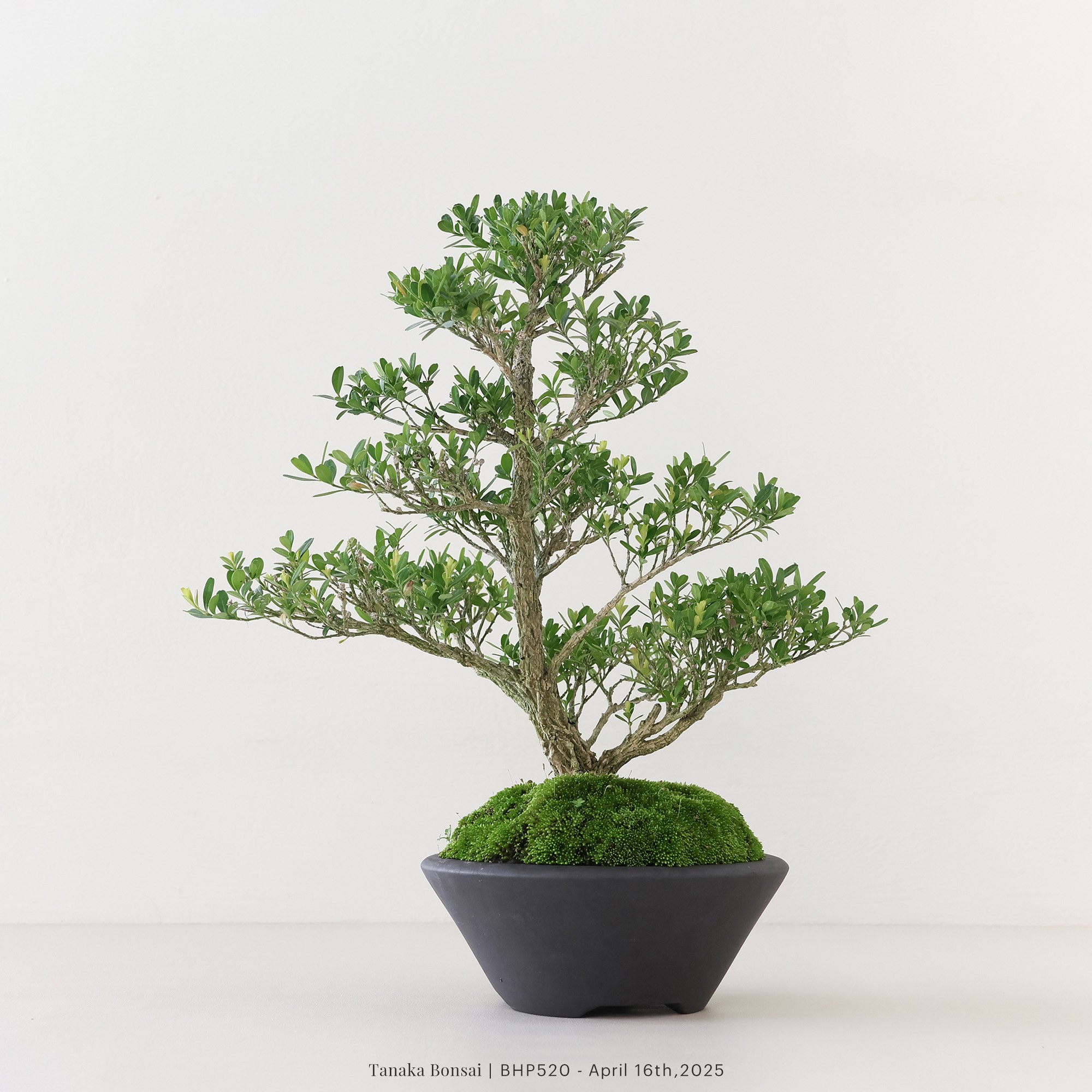 雀舌黃楊｜BHP520