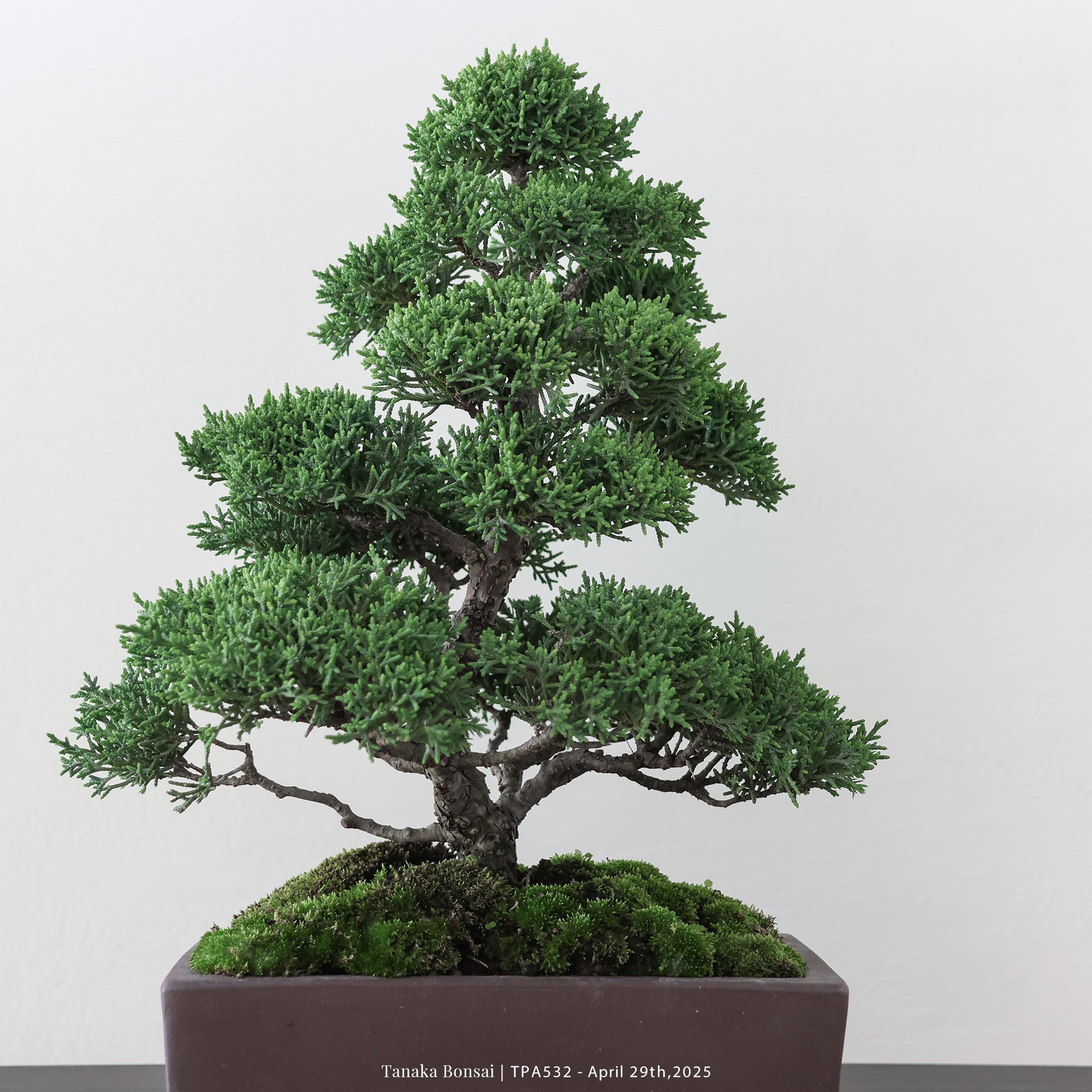 紀州真柏｜TPA532