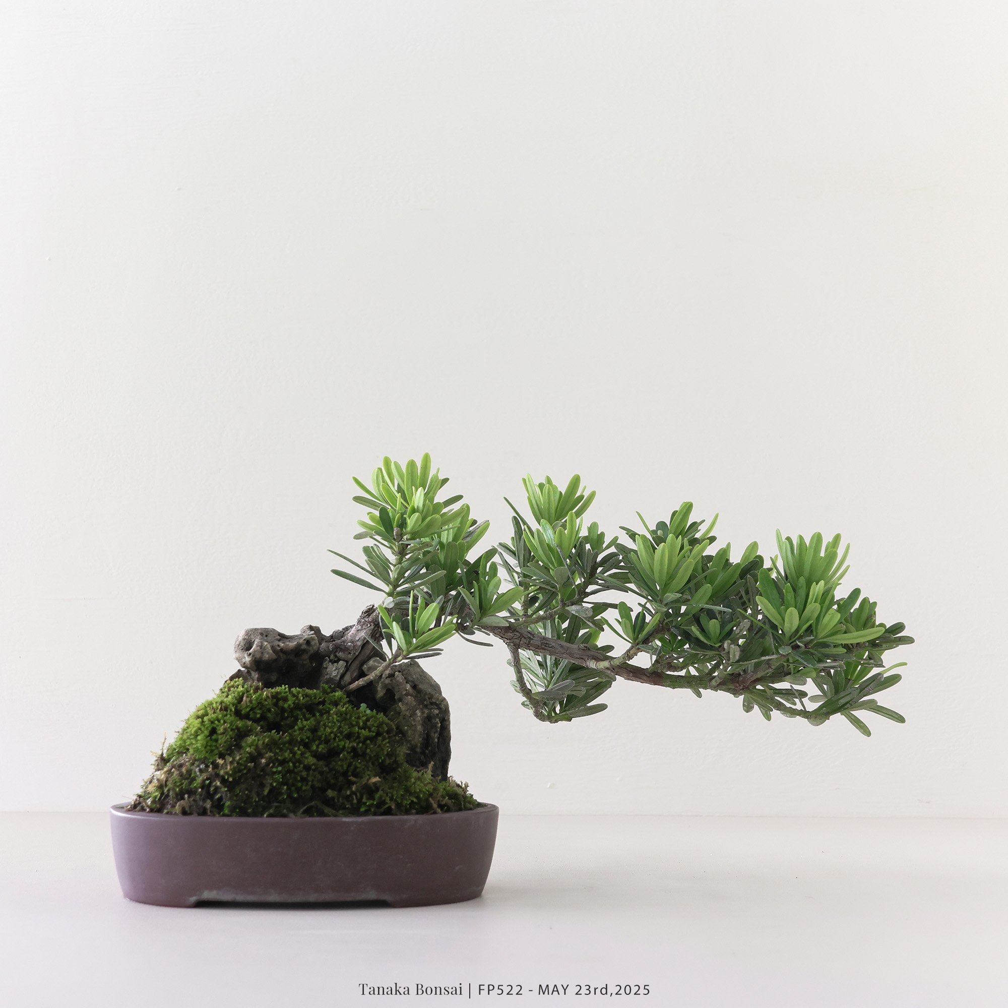 晶鑽羅漢松｜FP522