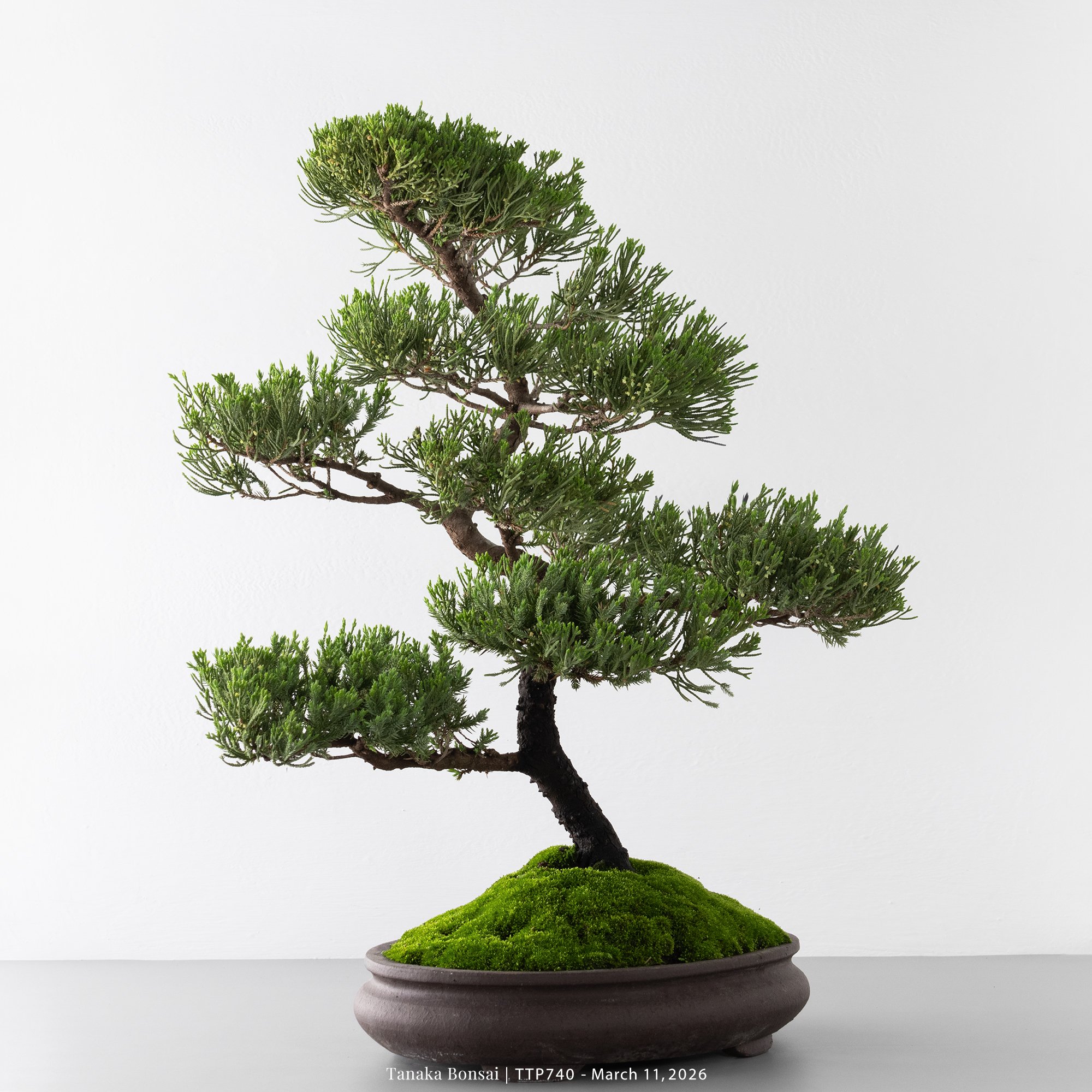 臺灣真柏｜TTP740