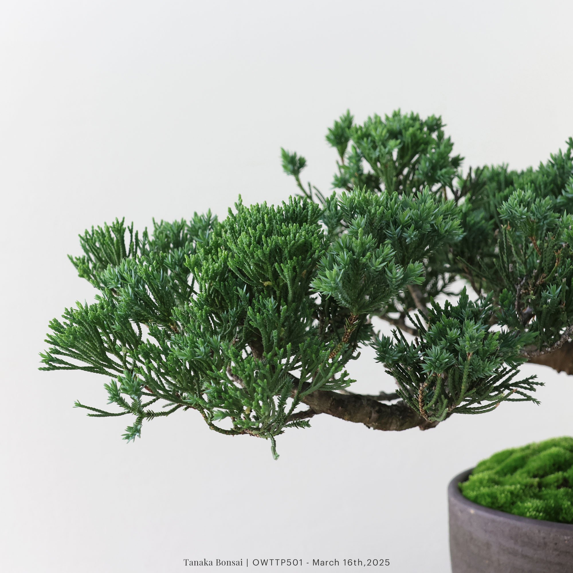 【官網限定】台灣真柏｜OWTTP501