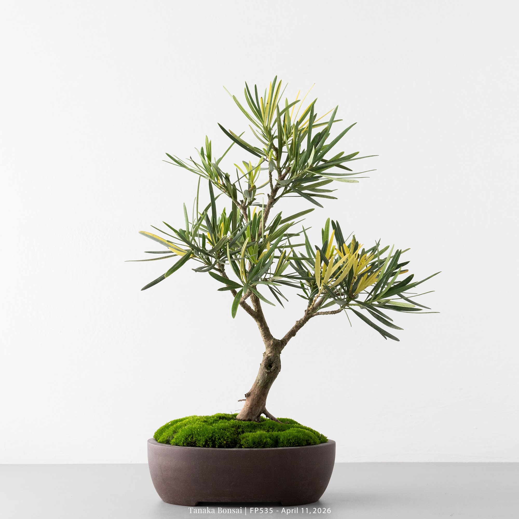 日本斑葉羅漢松｜FP535