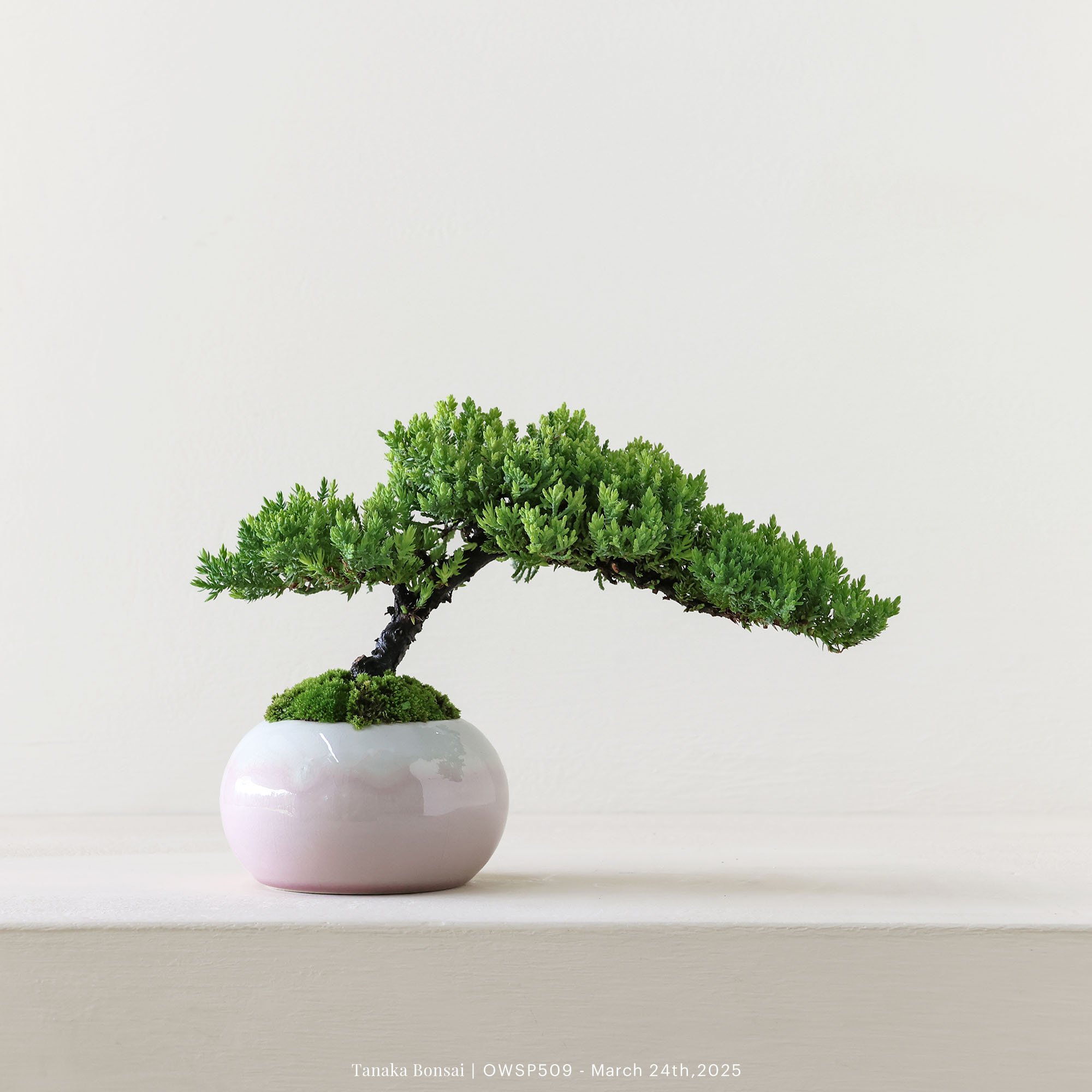 【官網限定】珍珠柏｜OWSP509