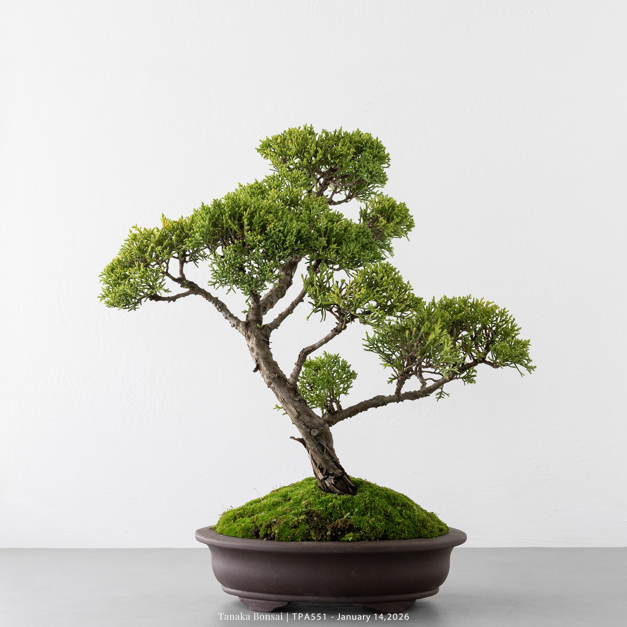 紀州真柏｜TPA551