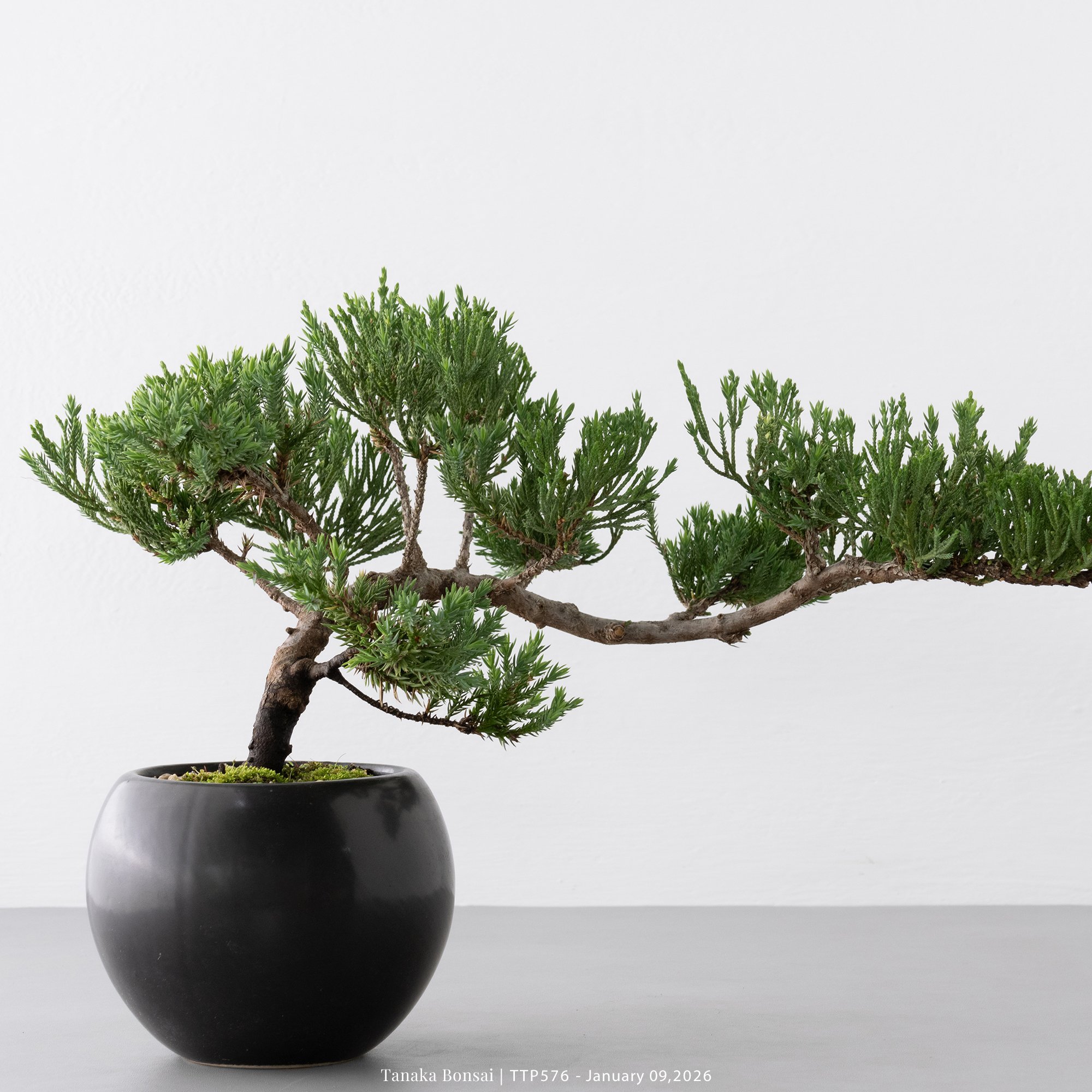 台灣真柏｜TTP576