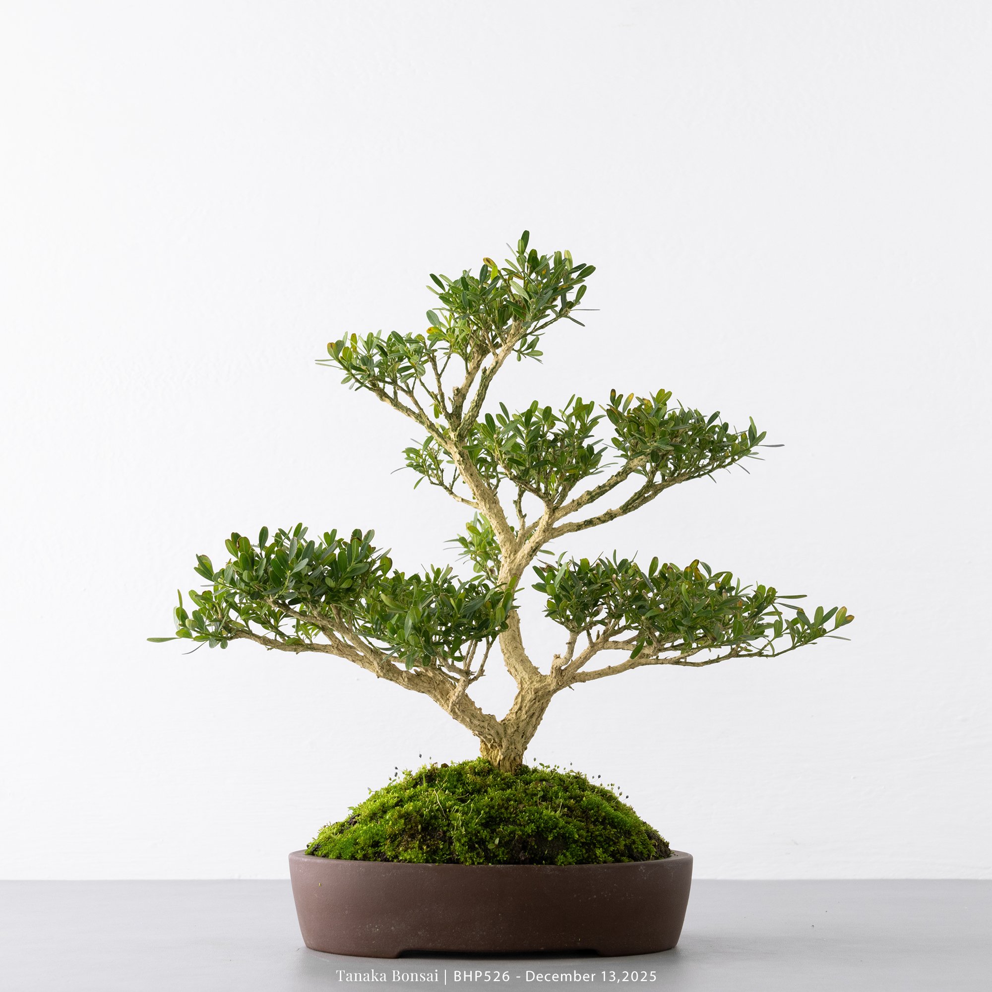 雀舌黃楊|BHP526 雀舌黃楊|BHP526