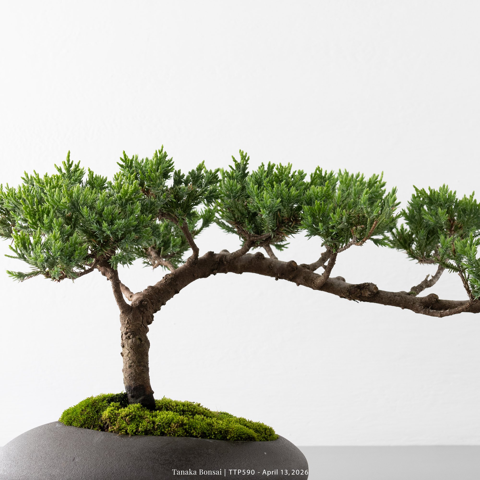 臺灣真柏｜TTP590