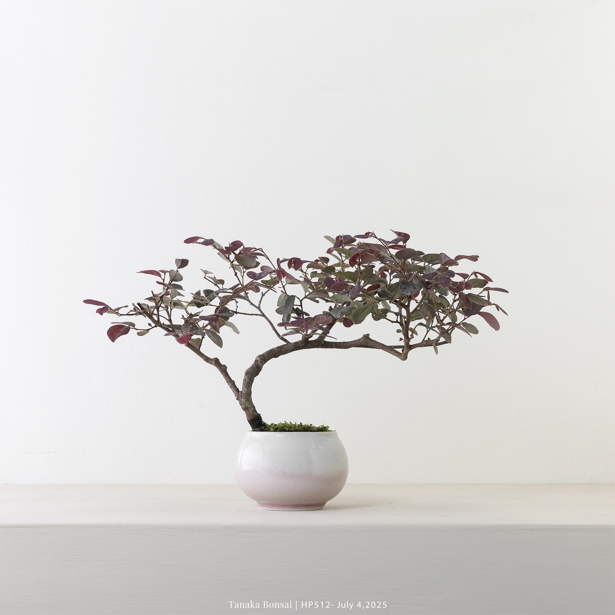 紅花繼木｜HP512