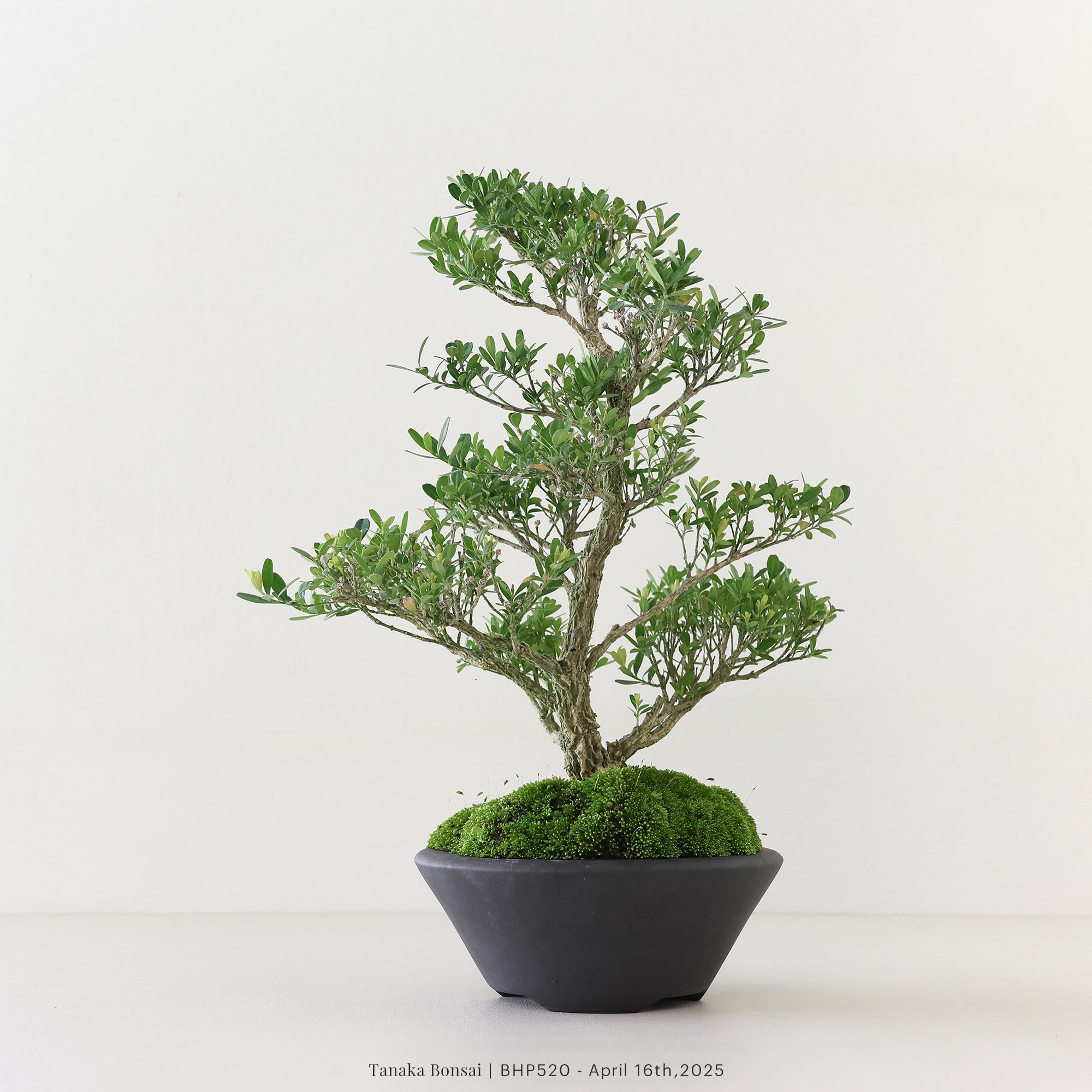 雀舌黃楊|BHP520 雀舌黃楊|BHP520