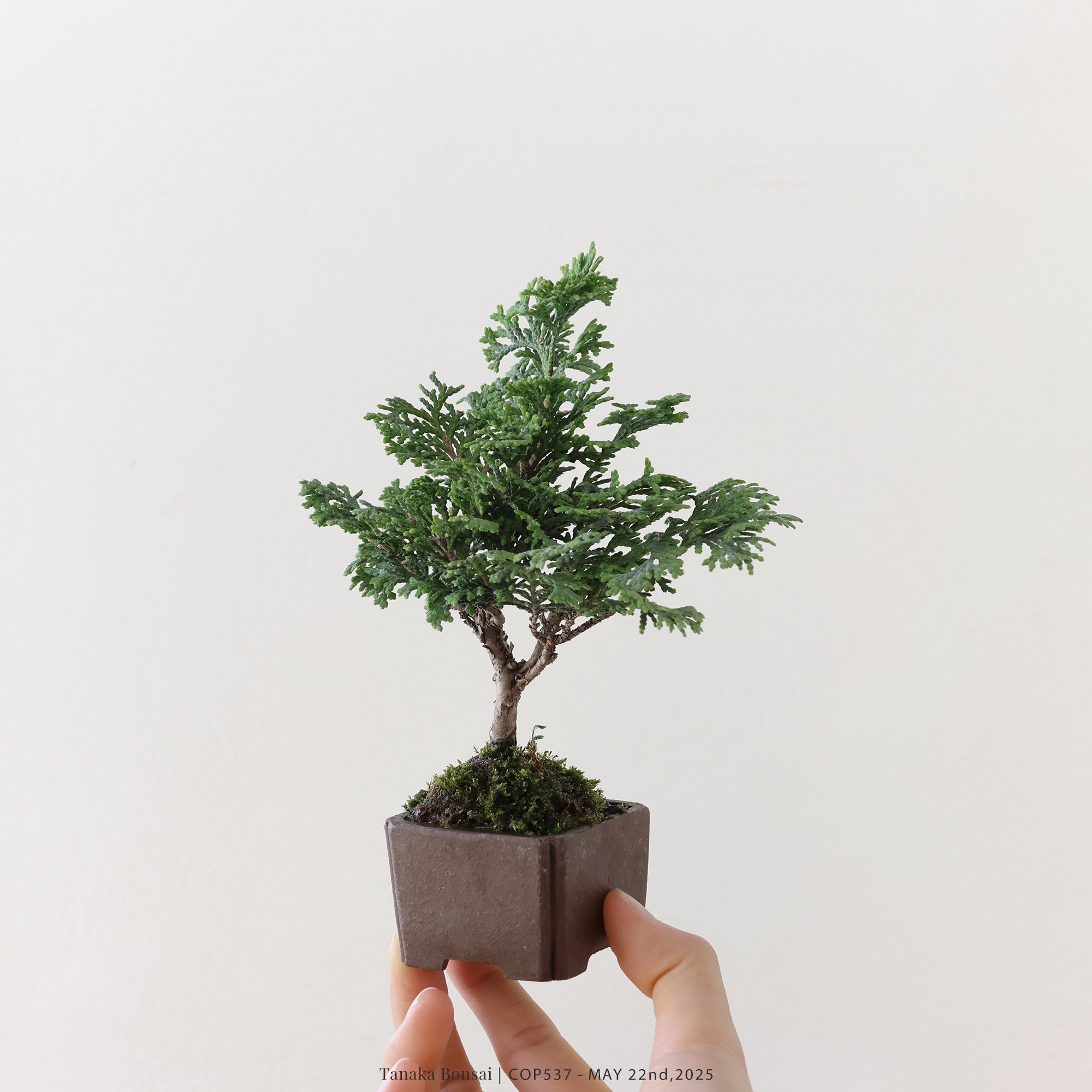 日本青檜｜COP537