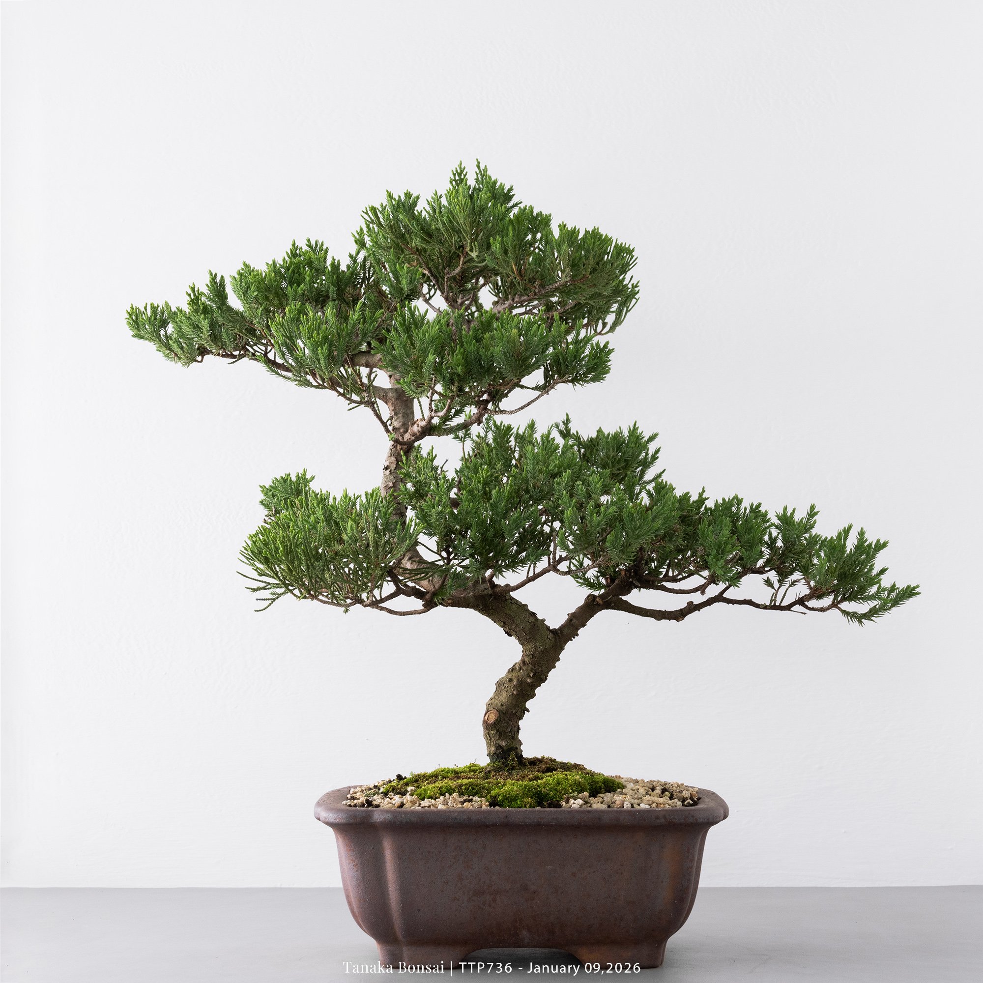 台灣真柏｜TTP736