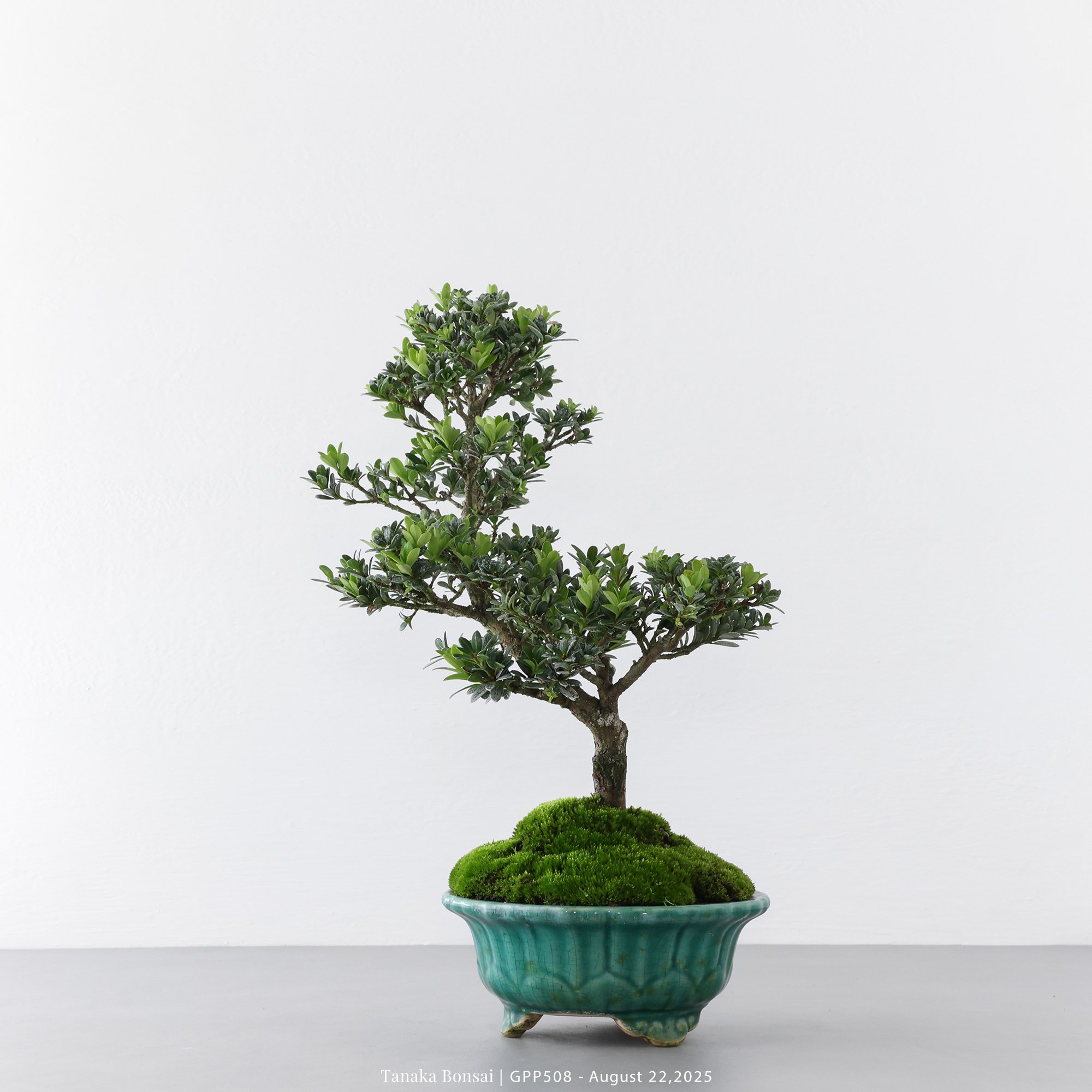 綠鑽羅漢松｜GPP508