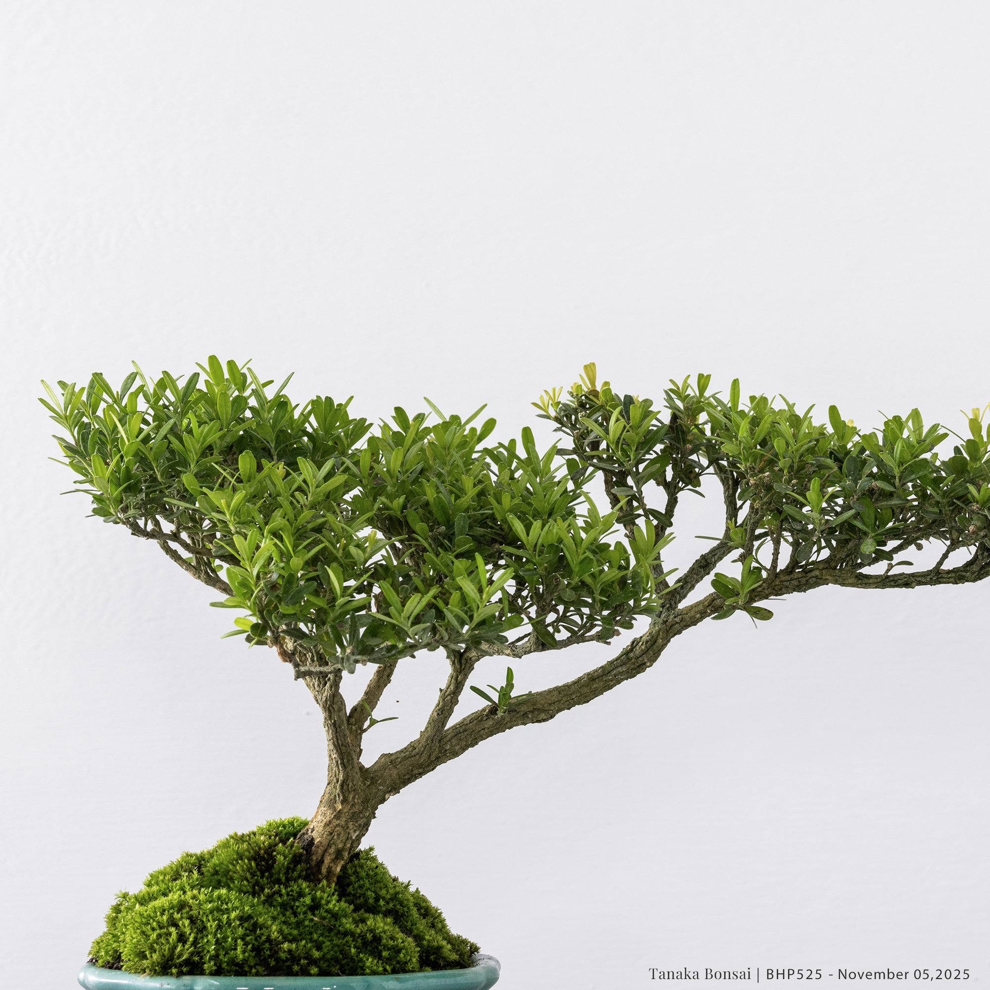 雀舌黃楊｜BHP525