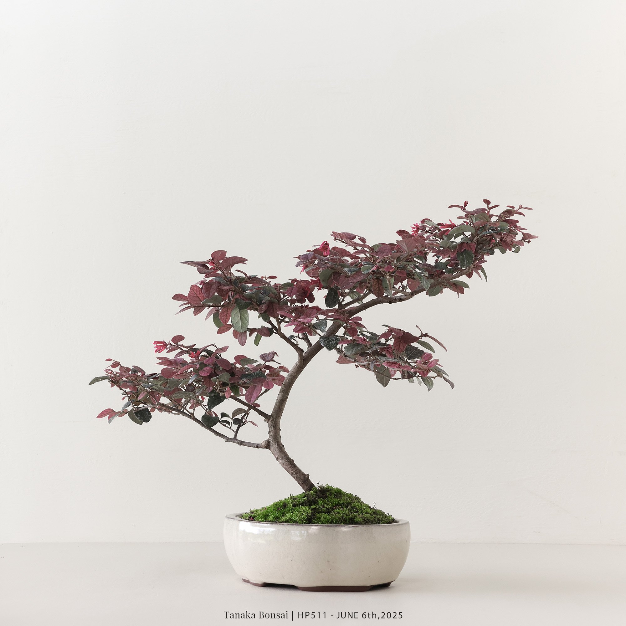 紅花繼木｜HP511