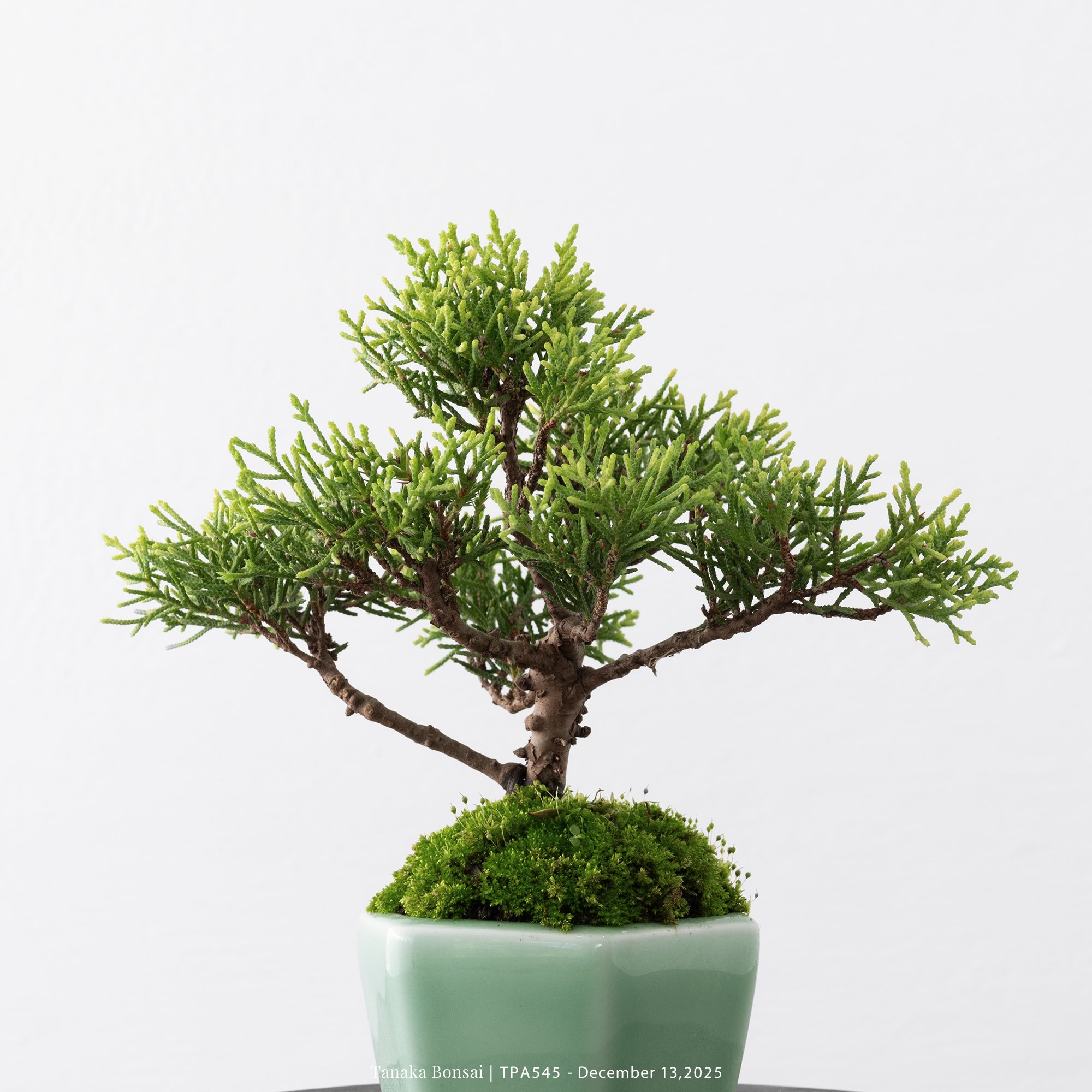 紀州真柏｜TPA545