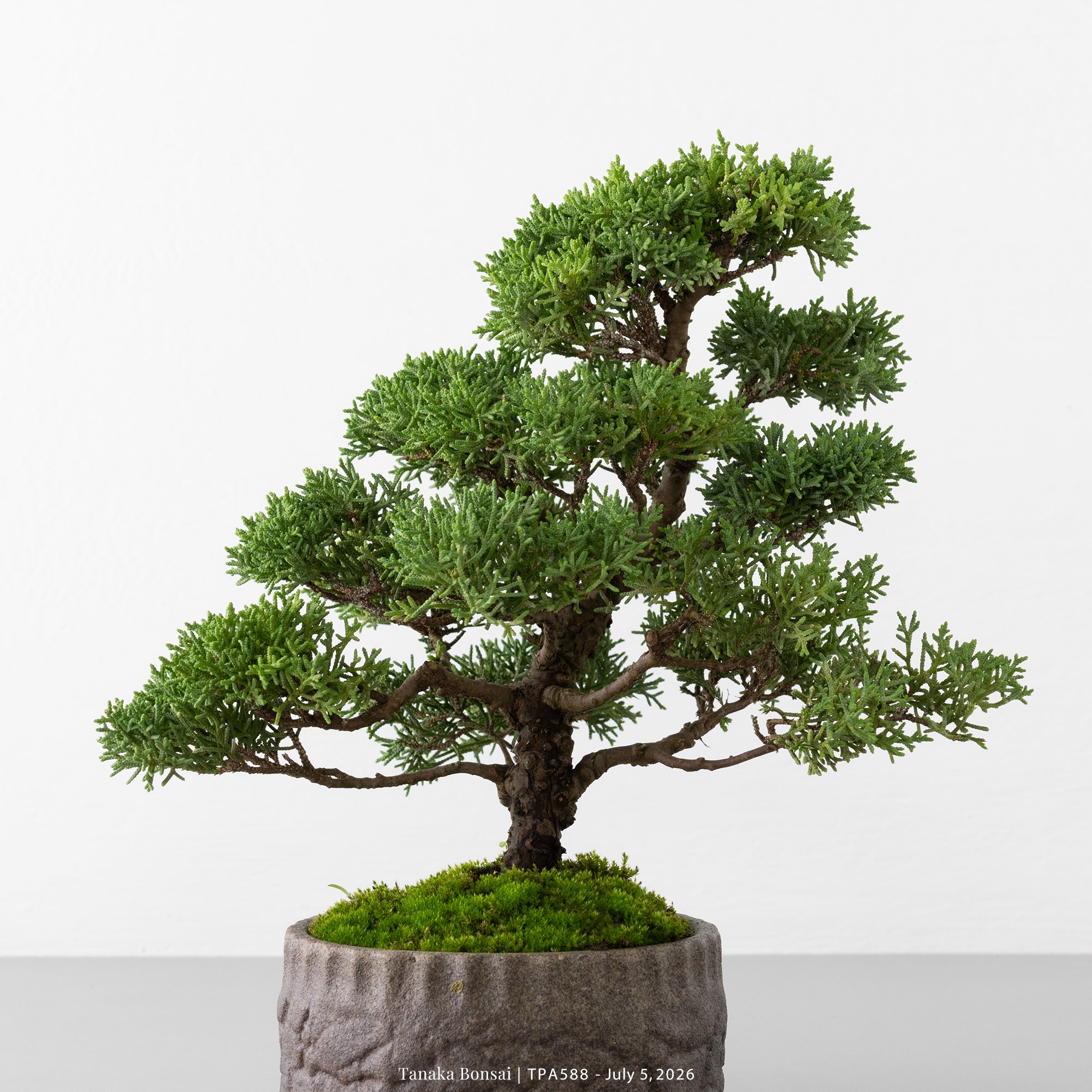 盆景- Tanaka Bonsai