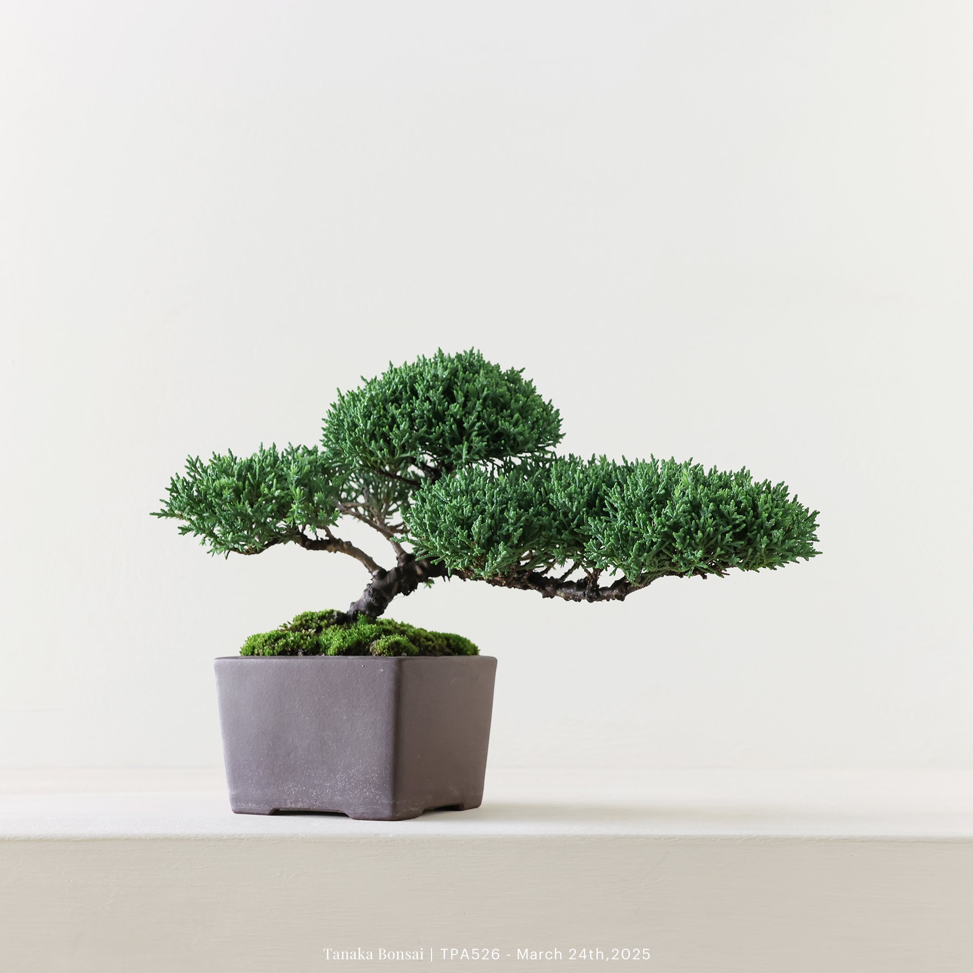 紀州真柏｜TPA526