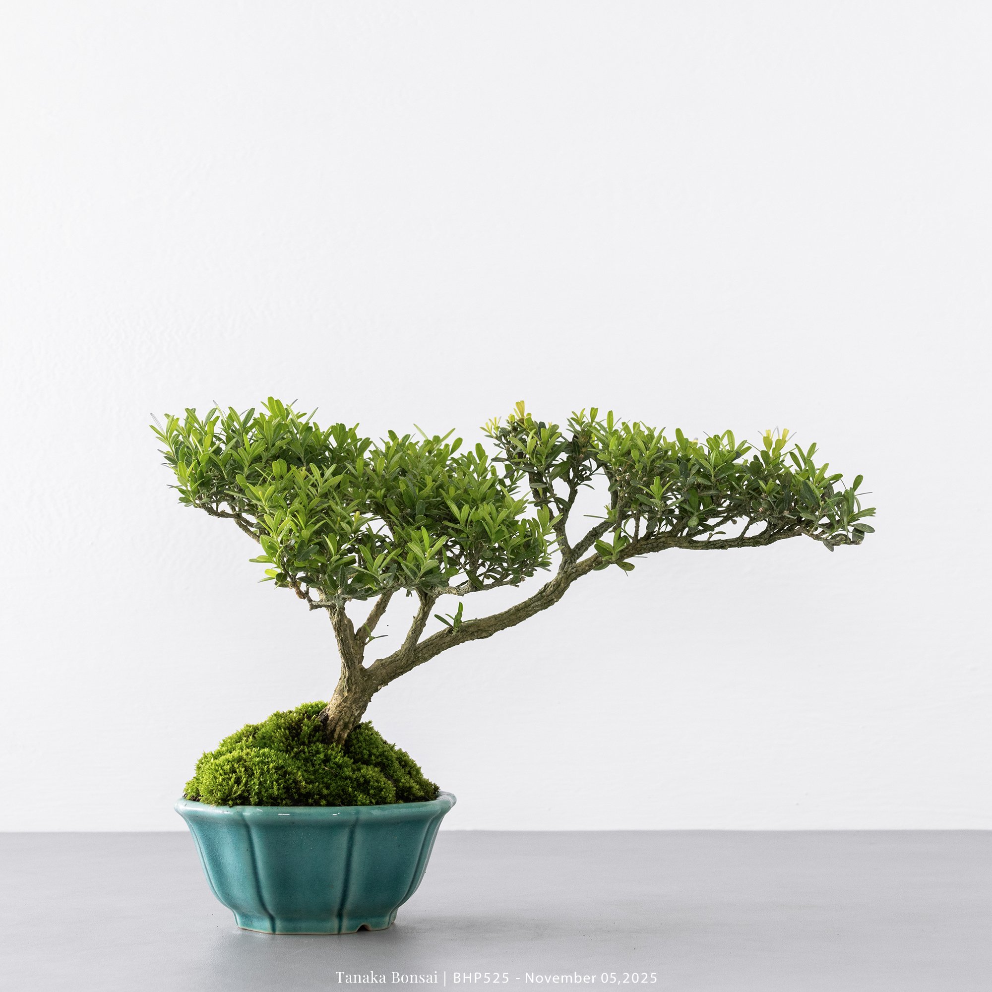 雀舌黃楊|BHP525 雀舌黃楊|BHP525