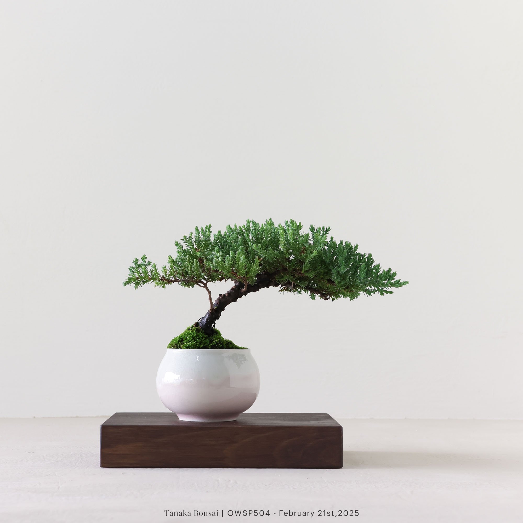 【官網限定】珍珠柏｜OWSP504