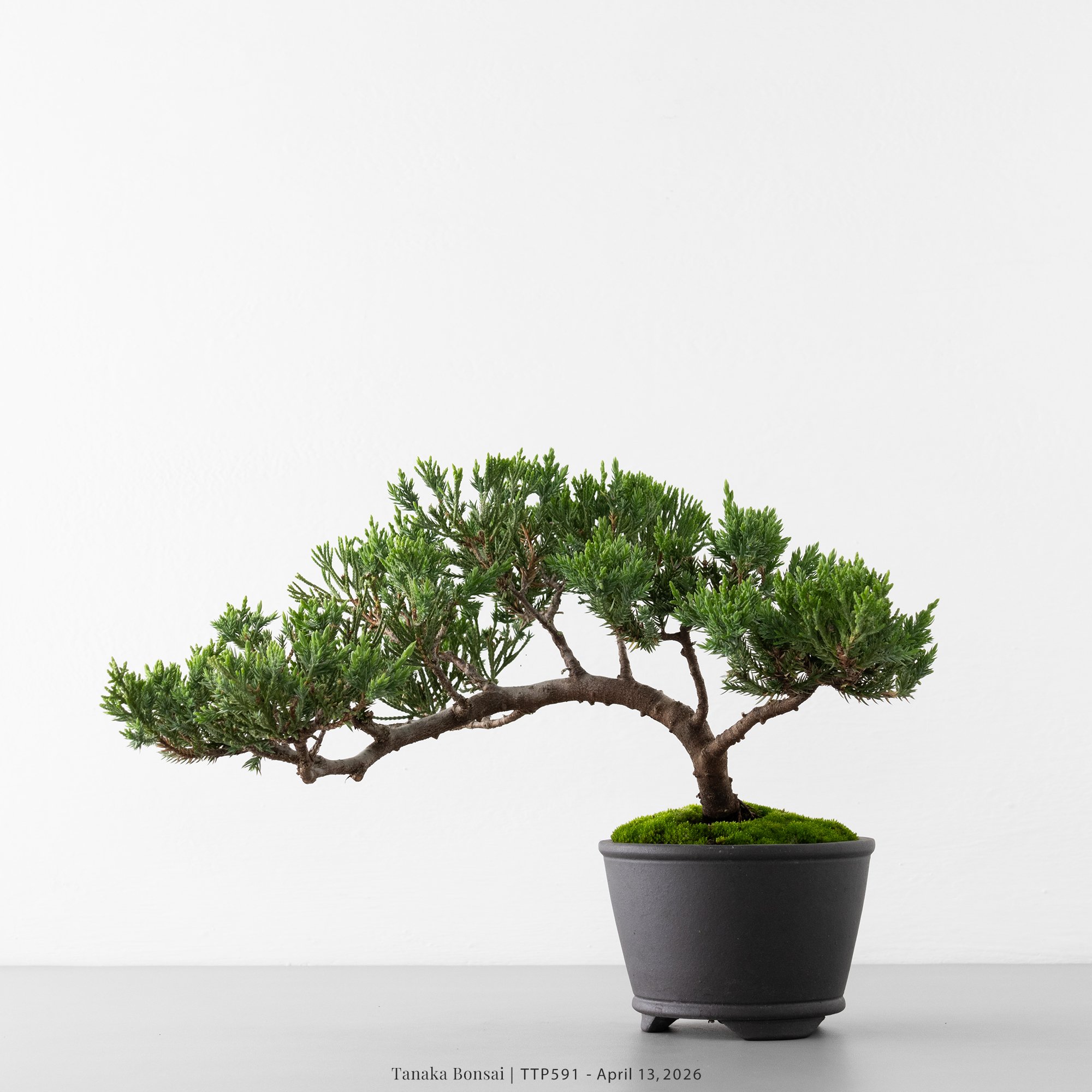 臺灣真柏｜TTP591