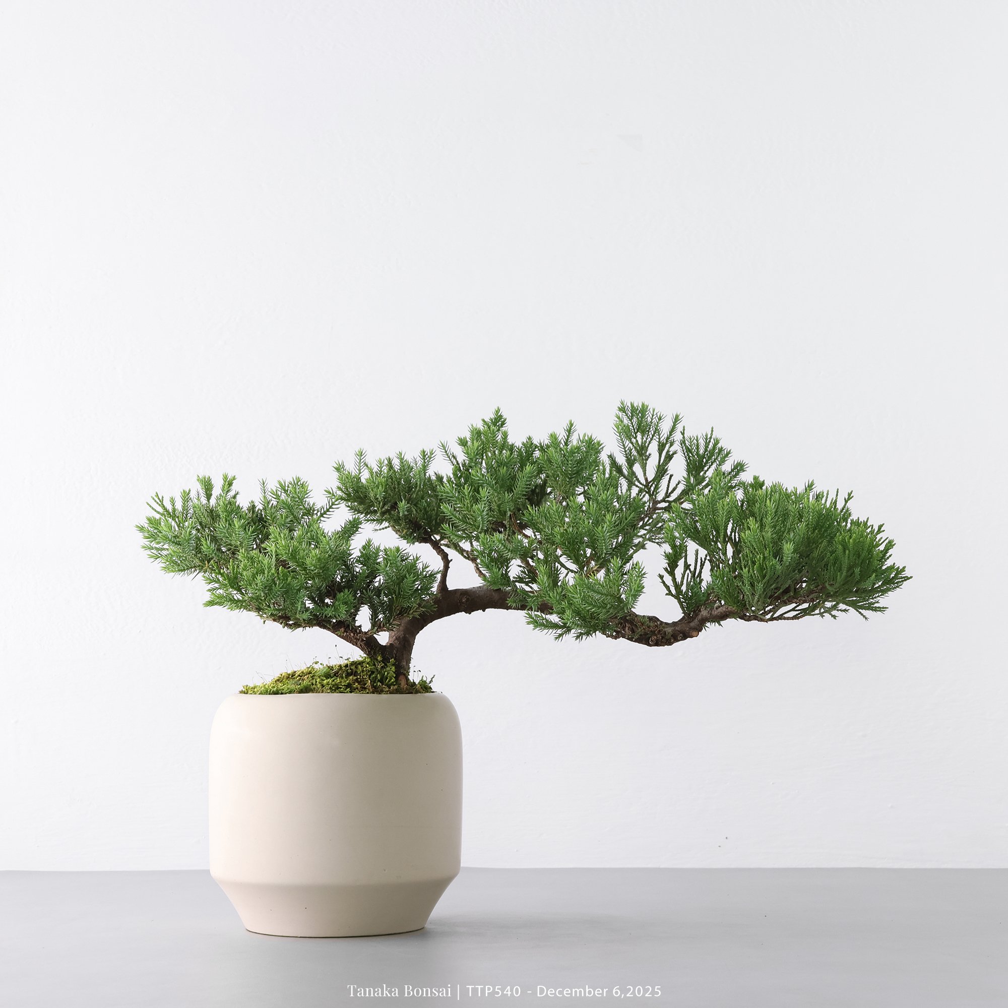 台灣真柏｜TTP540