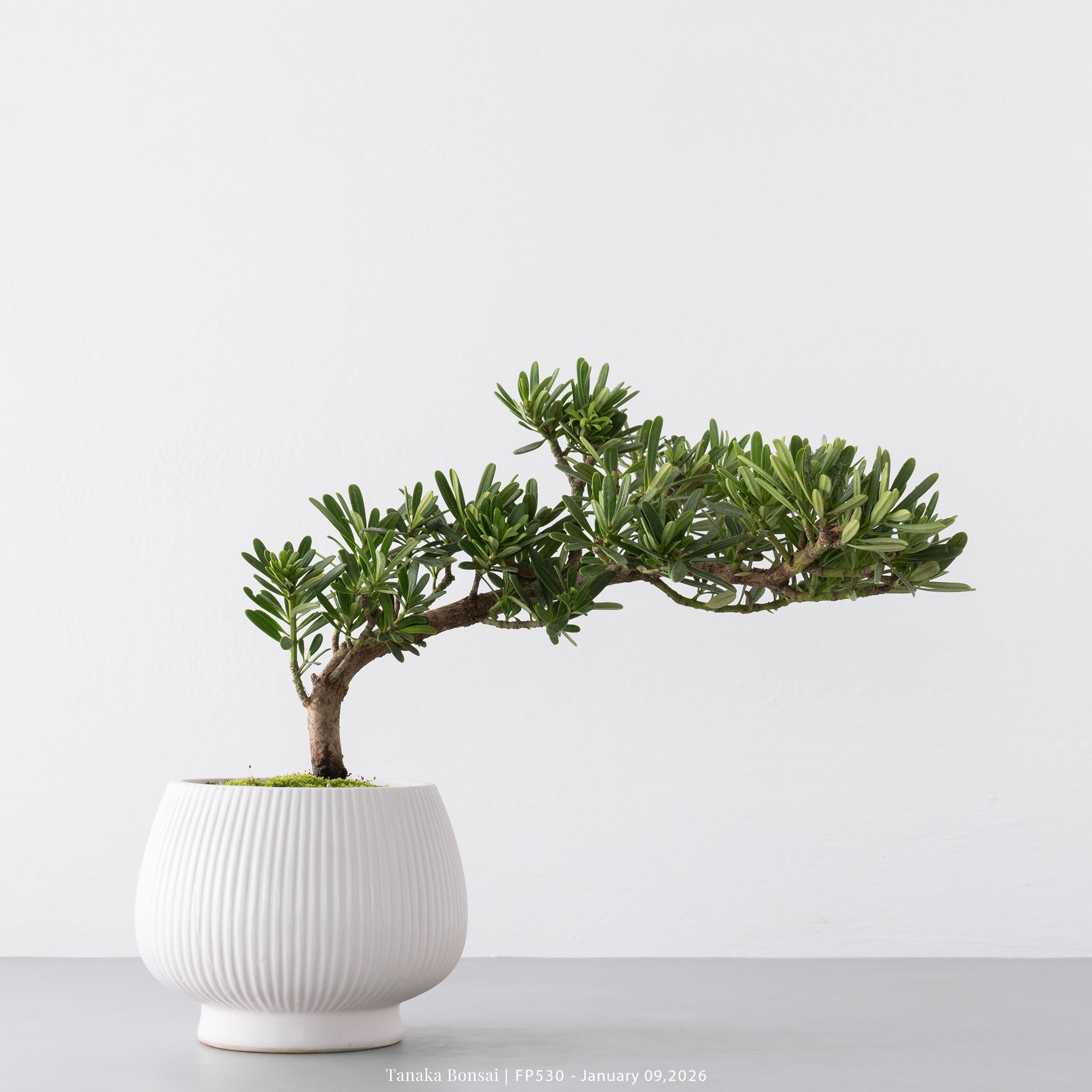 晶鑽羅漢松｜FP530