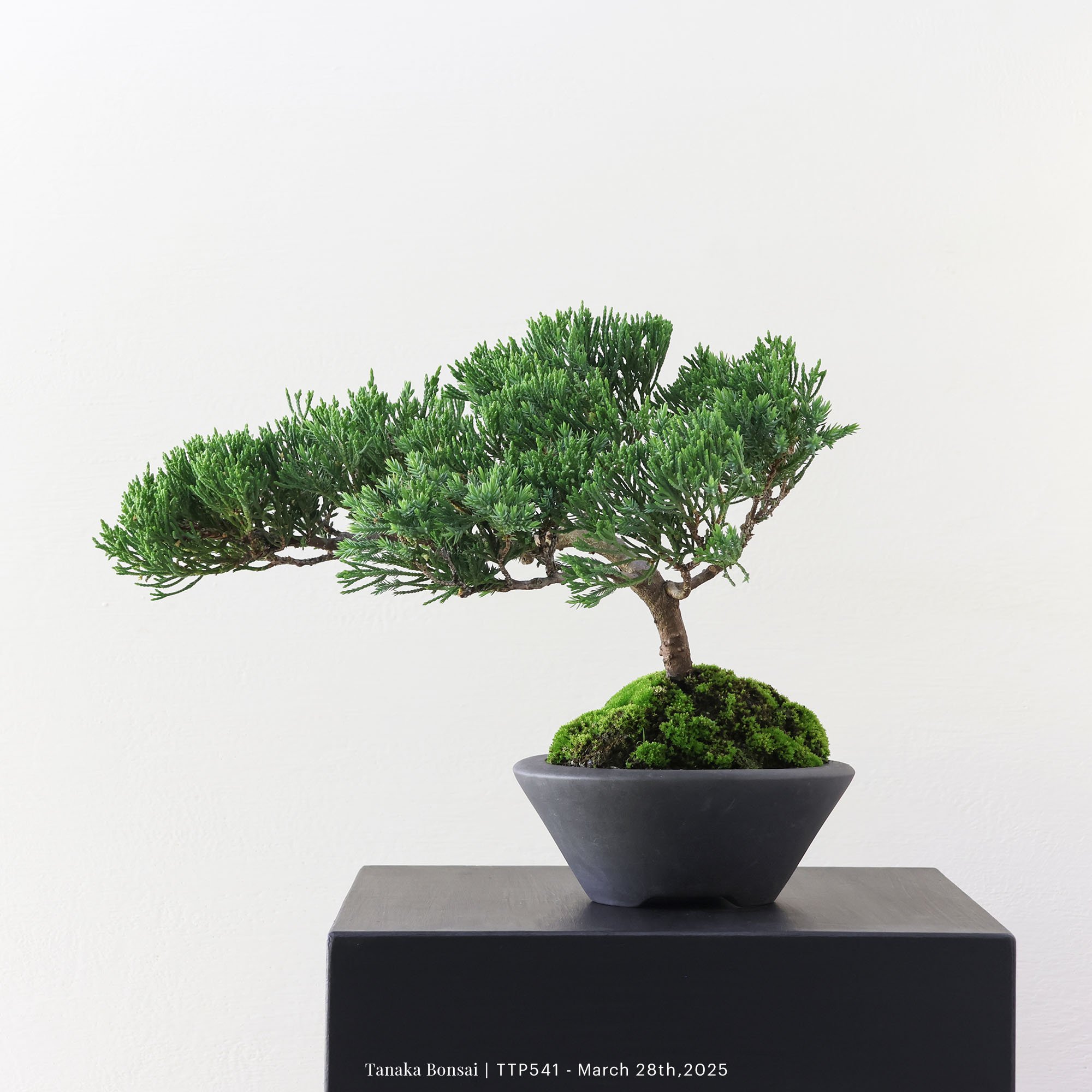 台灣真柏｜TTP541