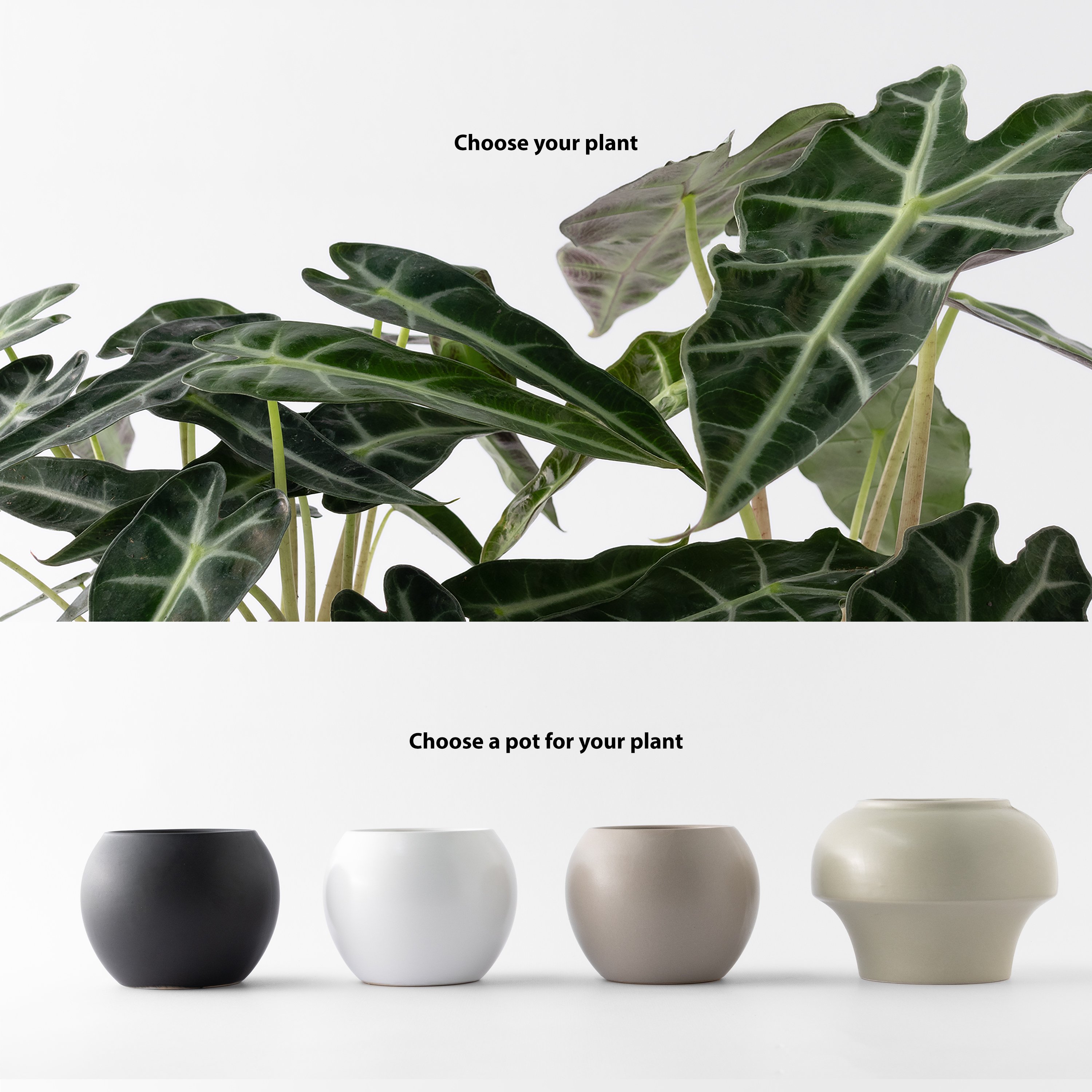 觀葉盆栽客製｜Custom Foliage Plants