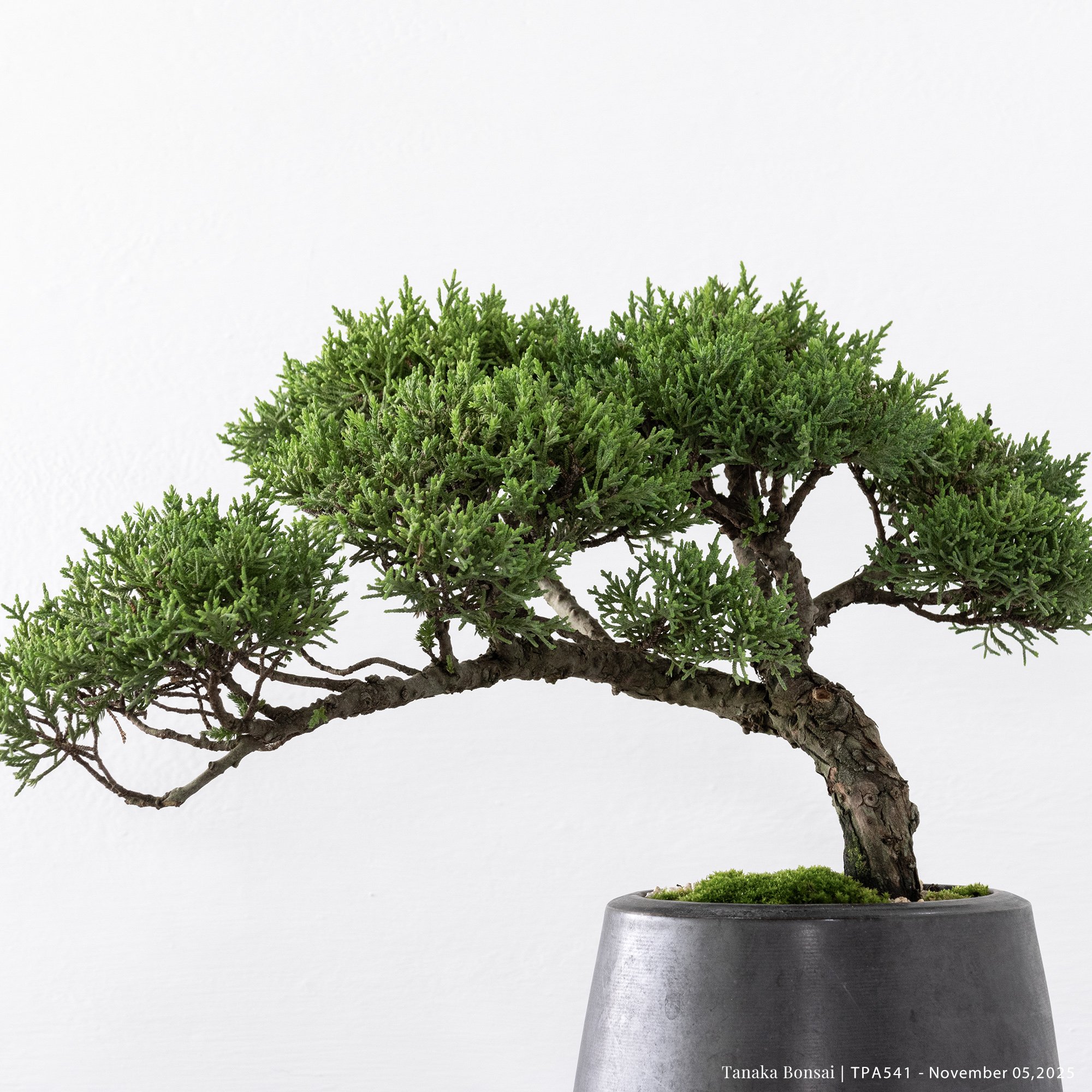 紀州真柏｜TPA541