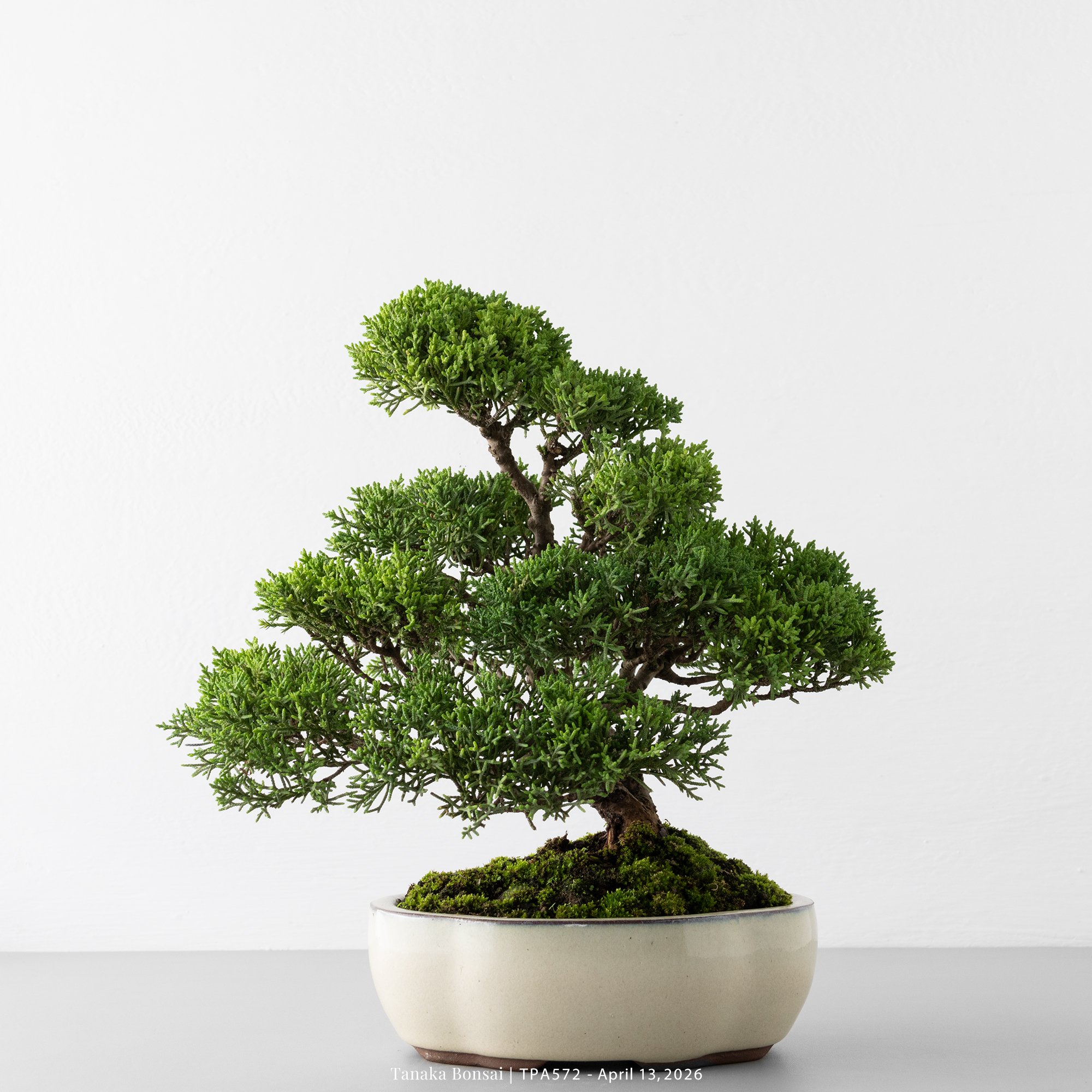 紀州真柏｜TPA572