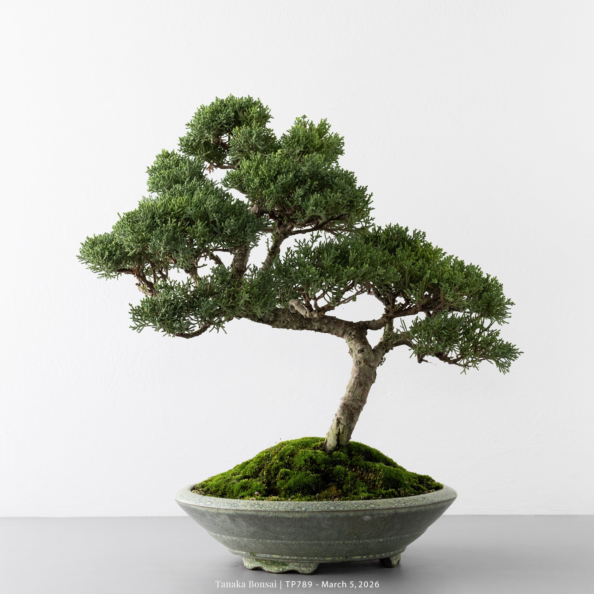 紀州真柏｜TP789