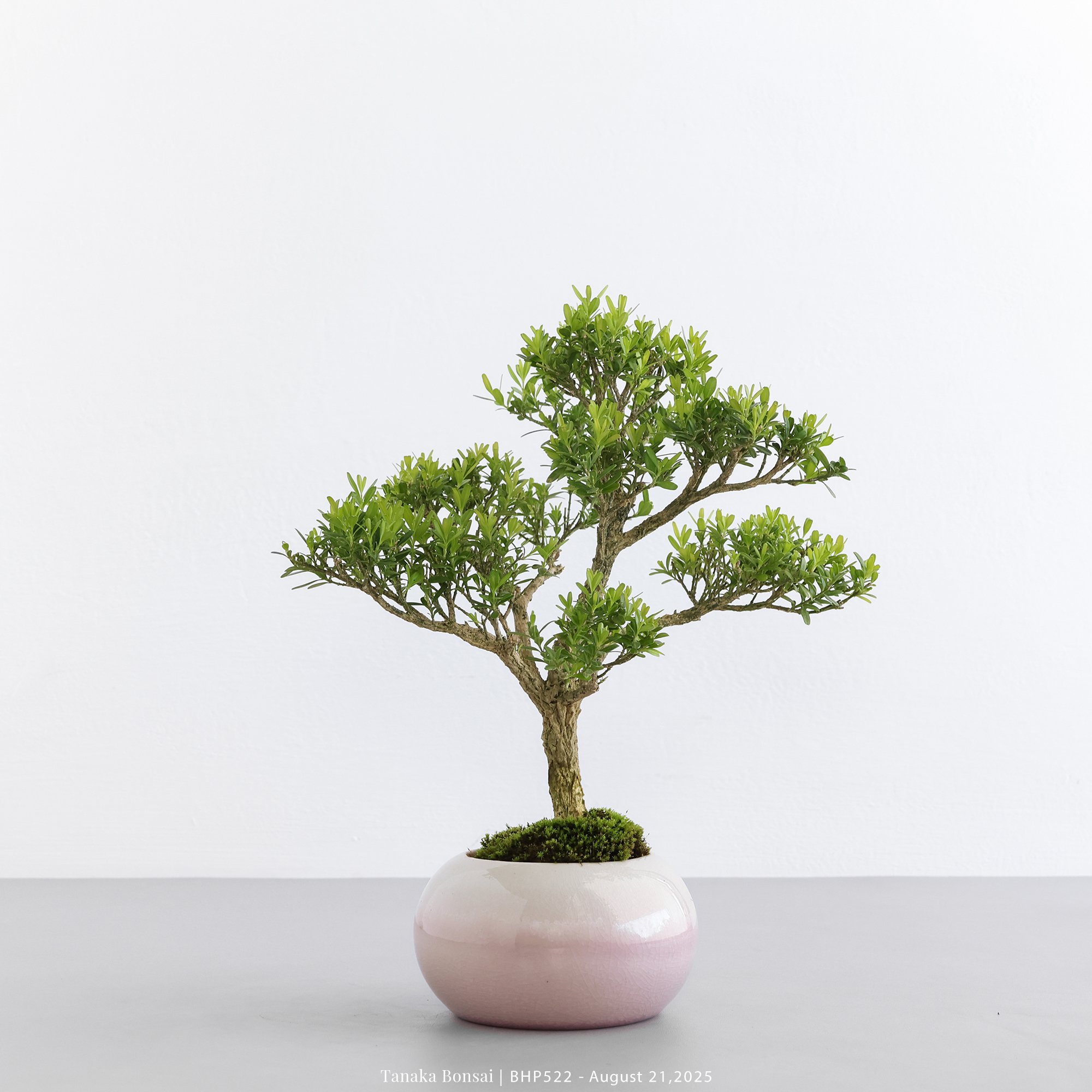 雀舌黃楊｜BHP522