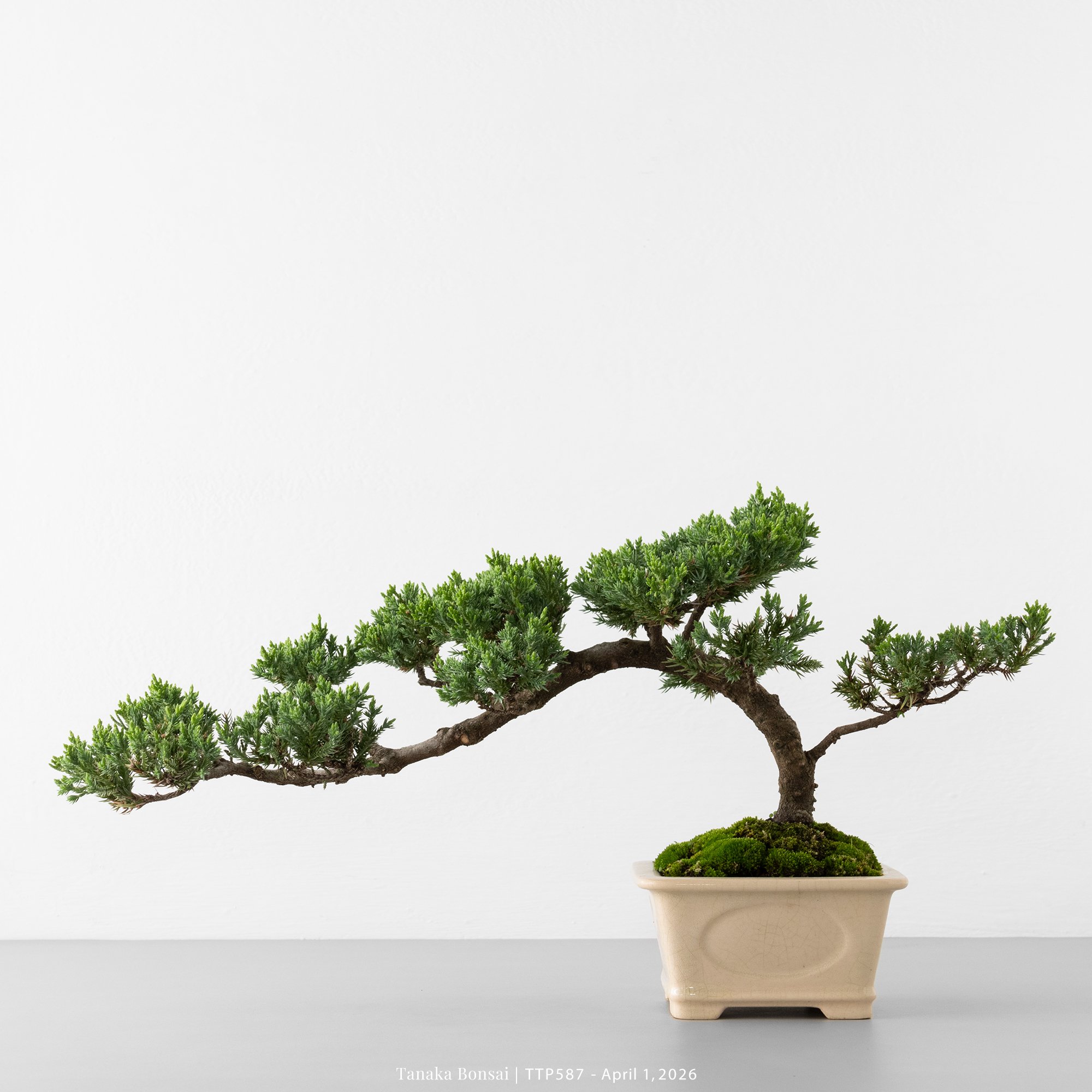 臺灣真柏｜TTP587