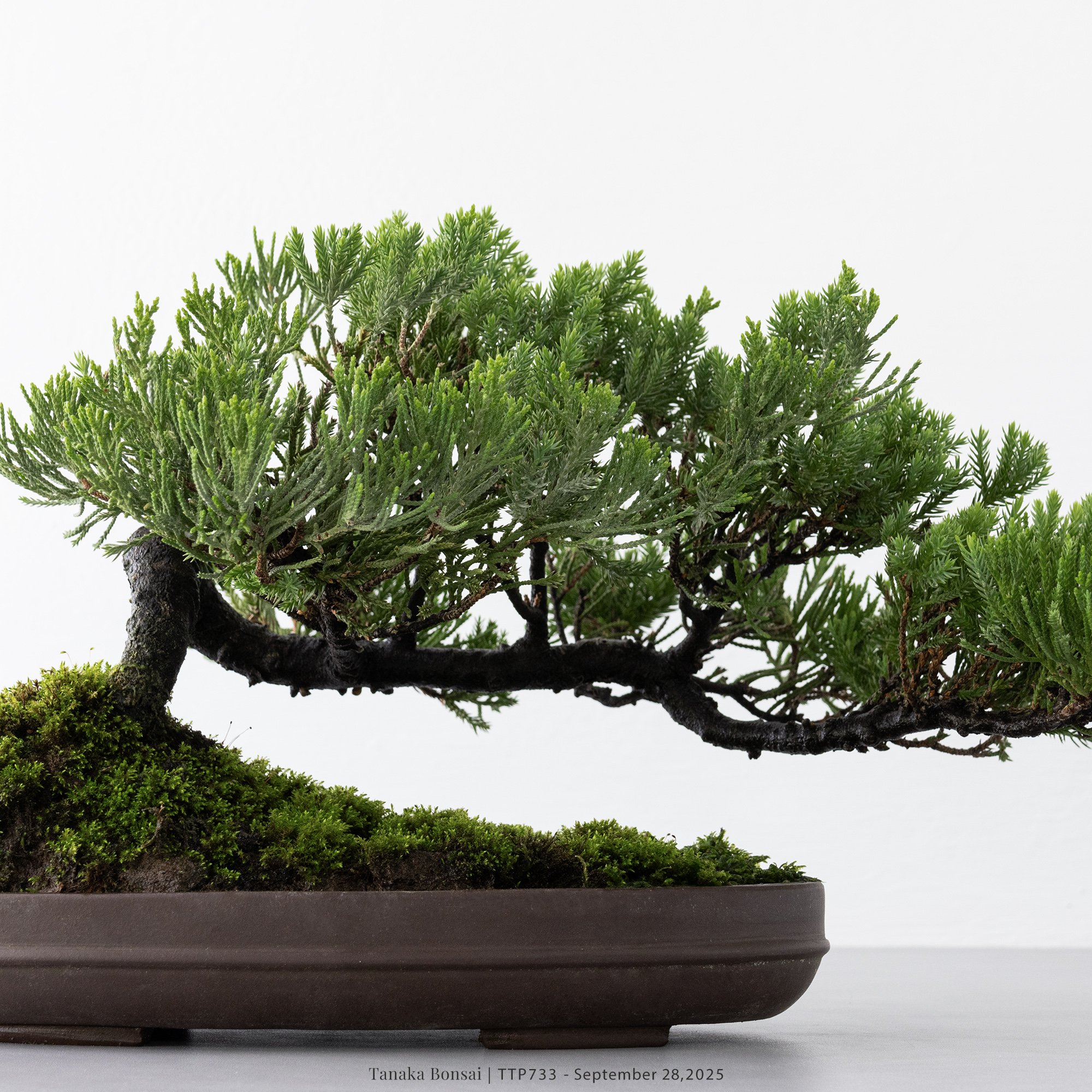 台灣真柏｜TTP733