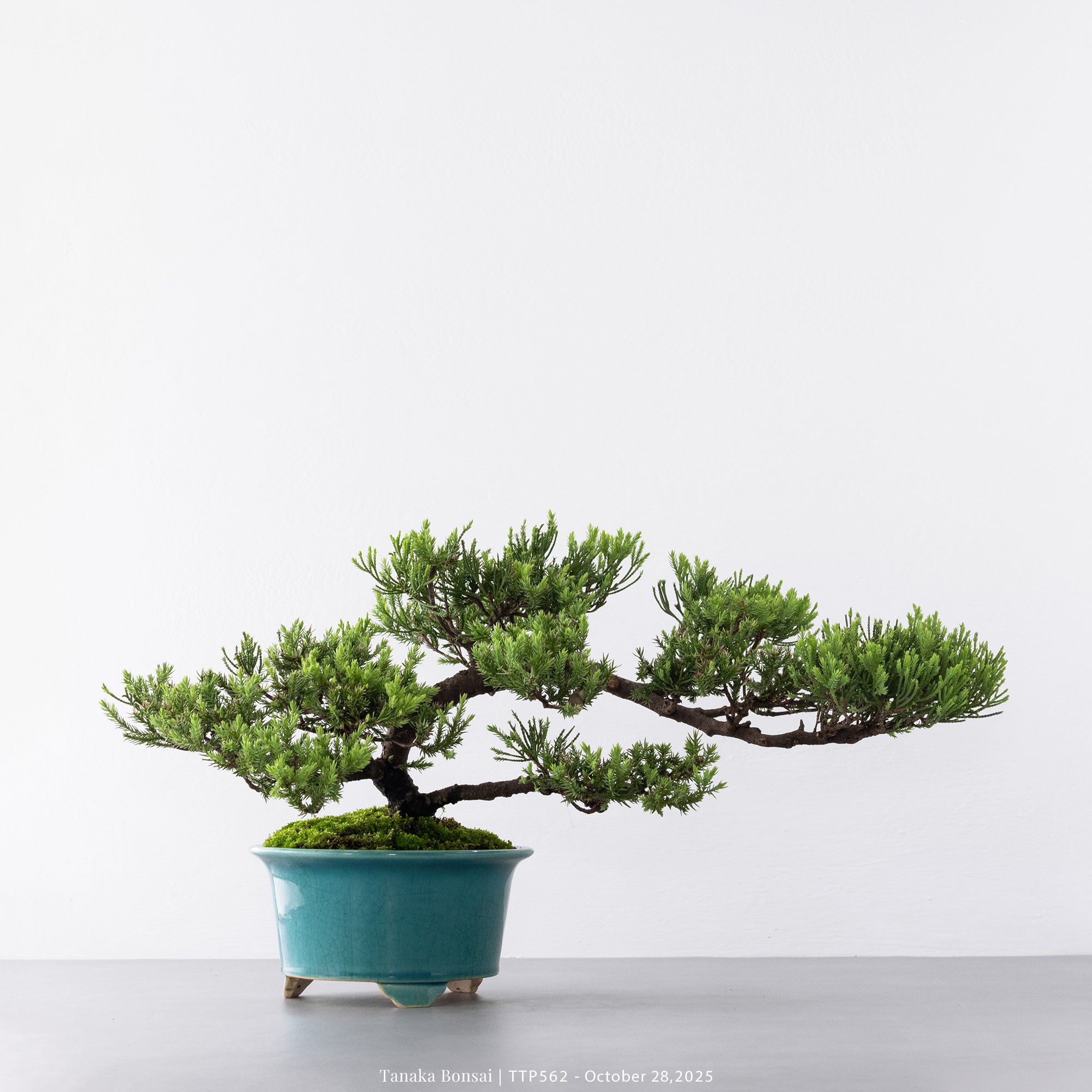 台灣真柏｜TTP562